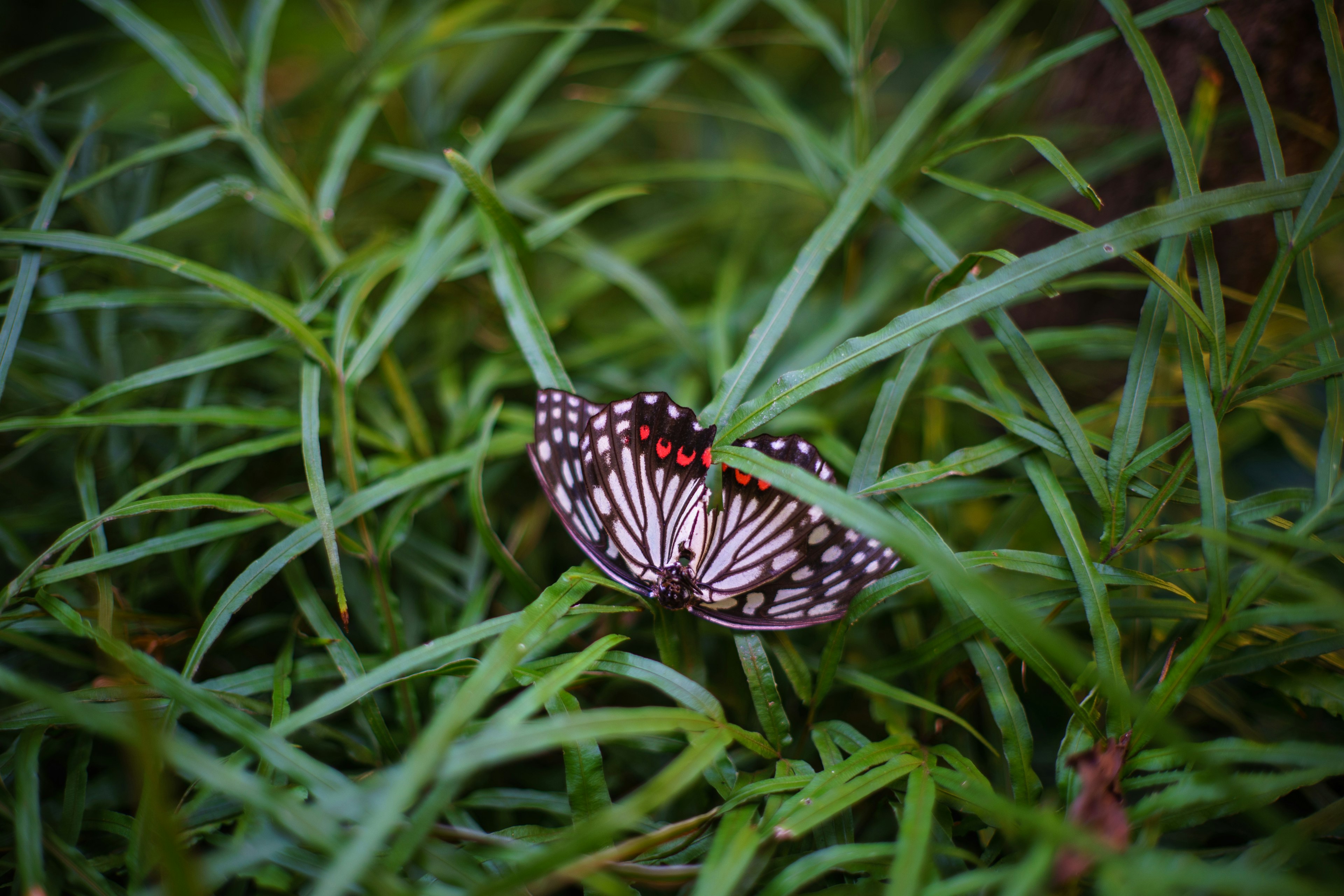 Ein schöner schwarz-weißer Schmetterling, der im grünen Gras ruht