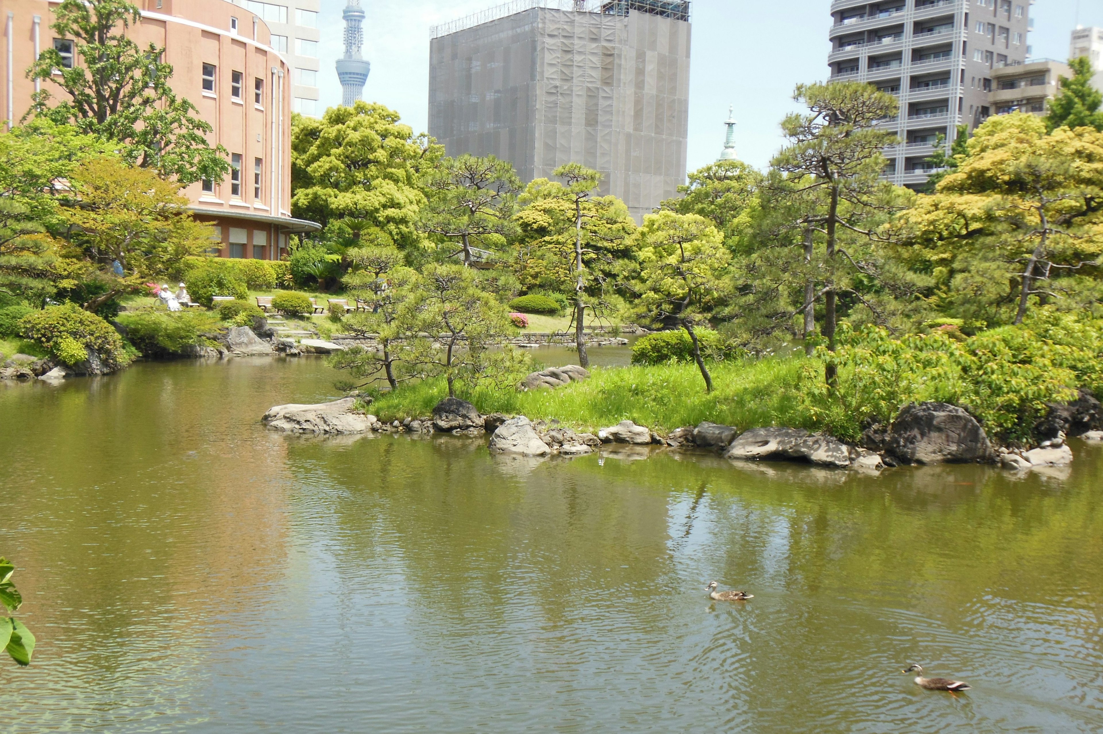 Un tranquilo estanque en un parque con patos y edificios modernos alrededor