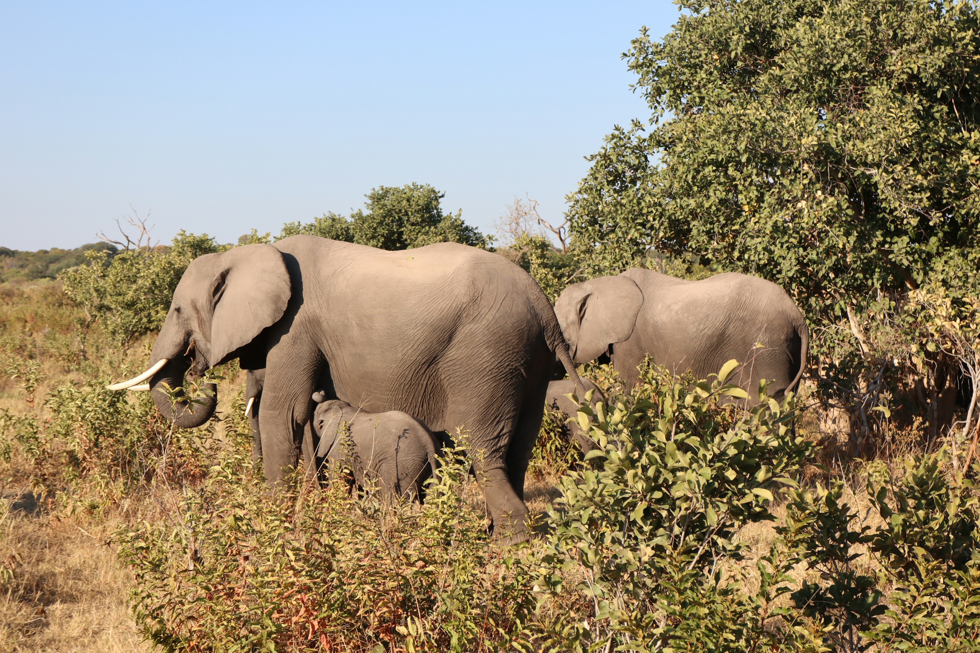 Un troupeau d'éléphants dans un paysage de savane