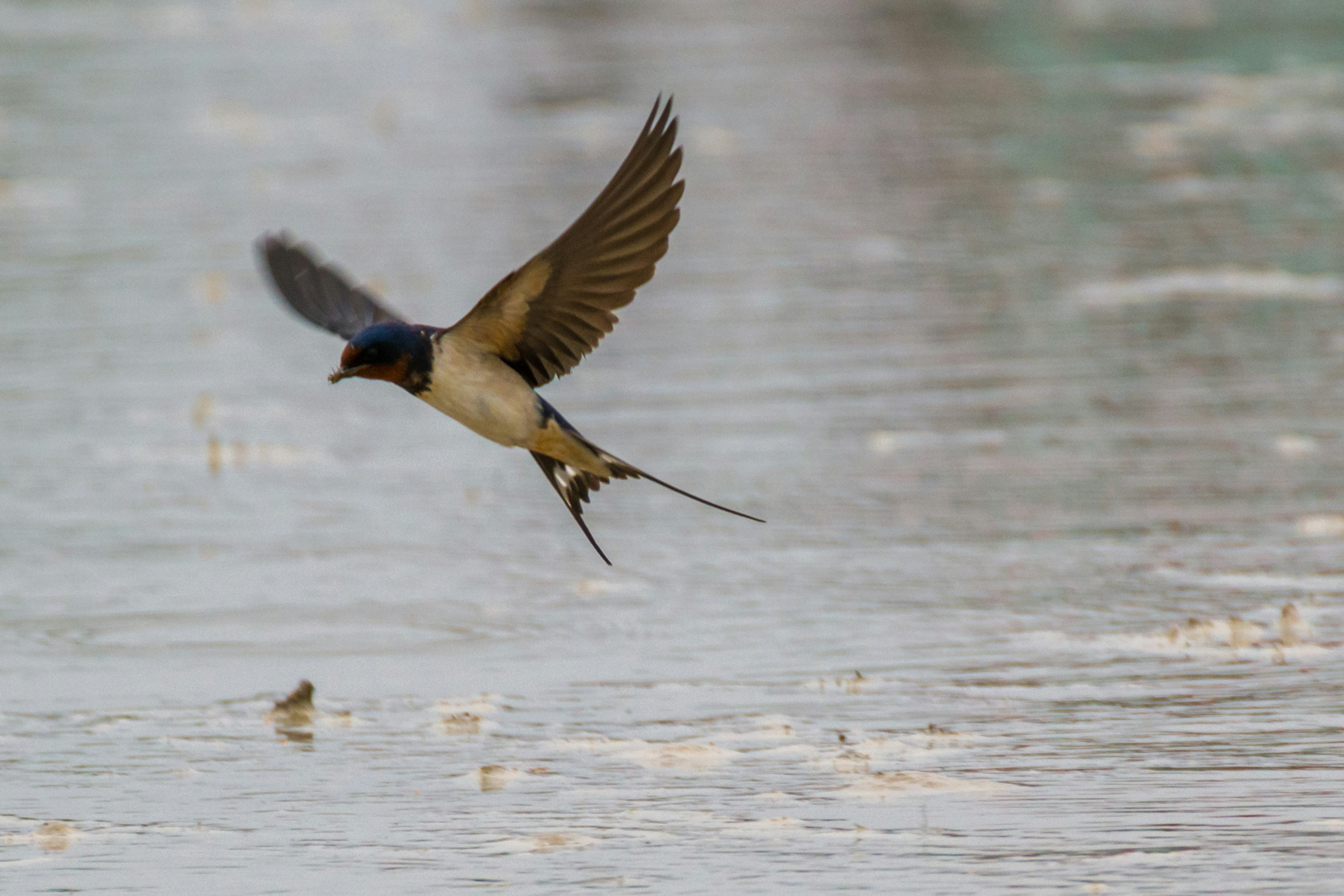 Golondrina volando sobre la superficie del agua