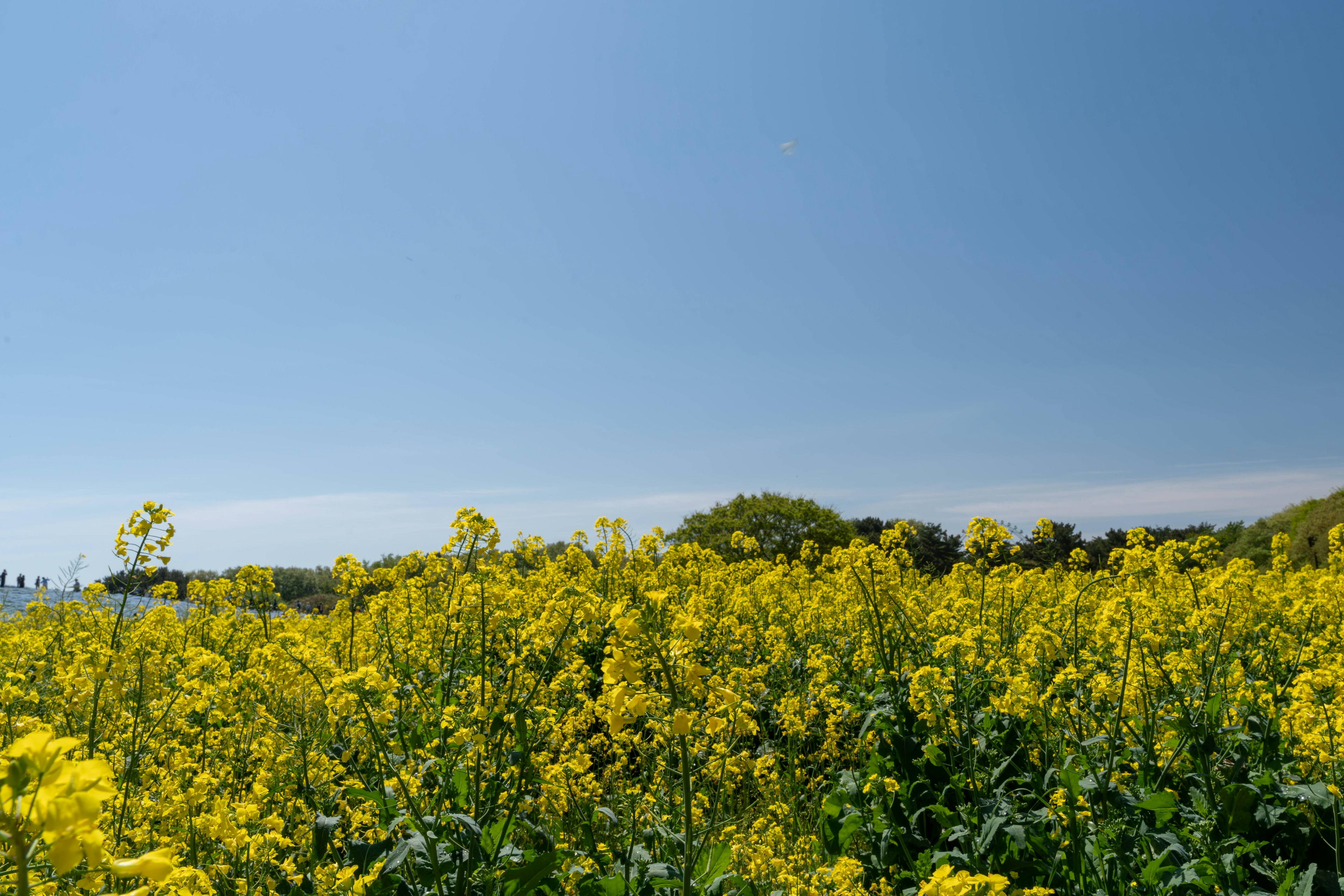 Ladang bunga kuning di bawah langit biru