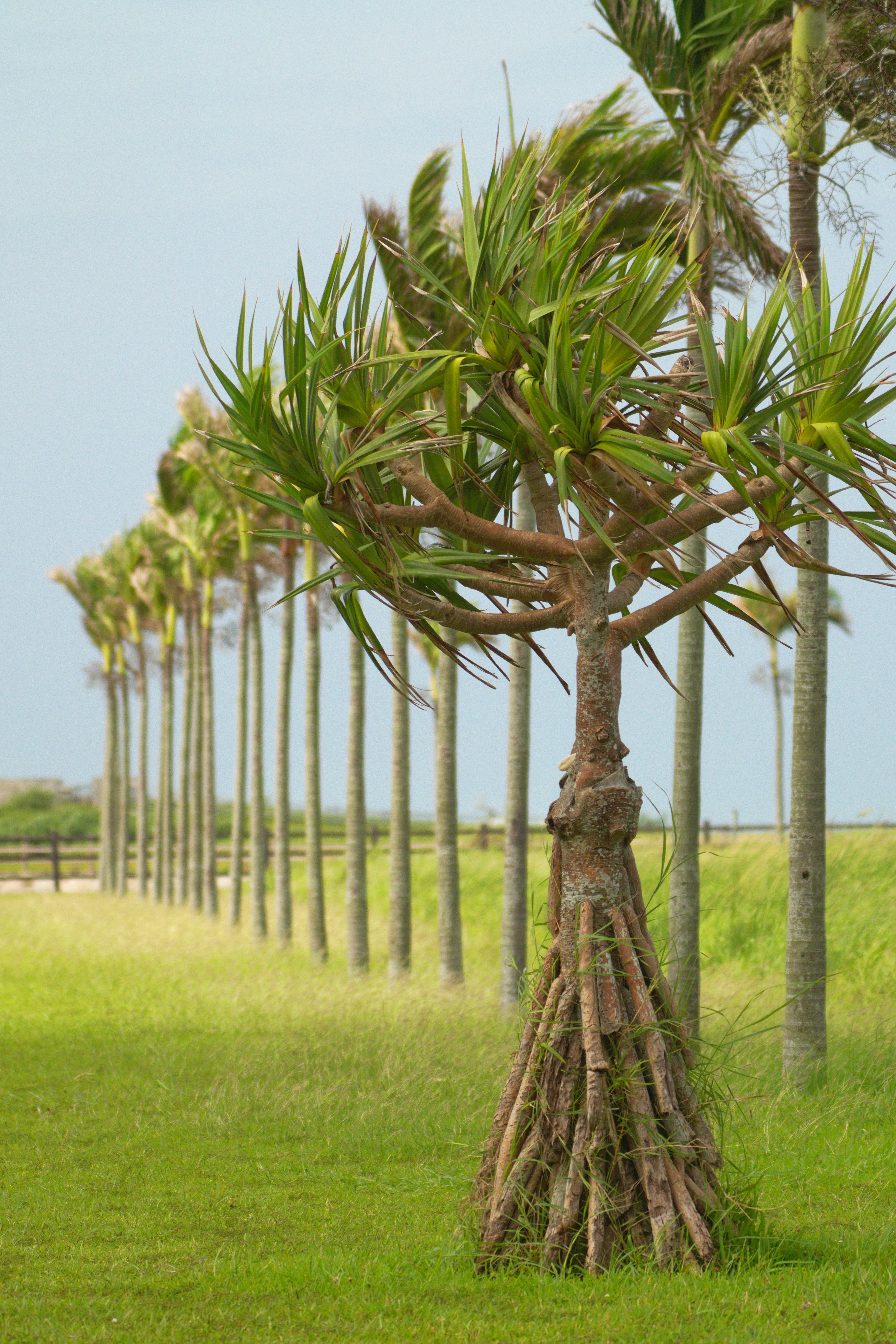 Unique shaped tree in a green meadow with tall palm trees lined in the background