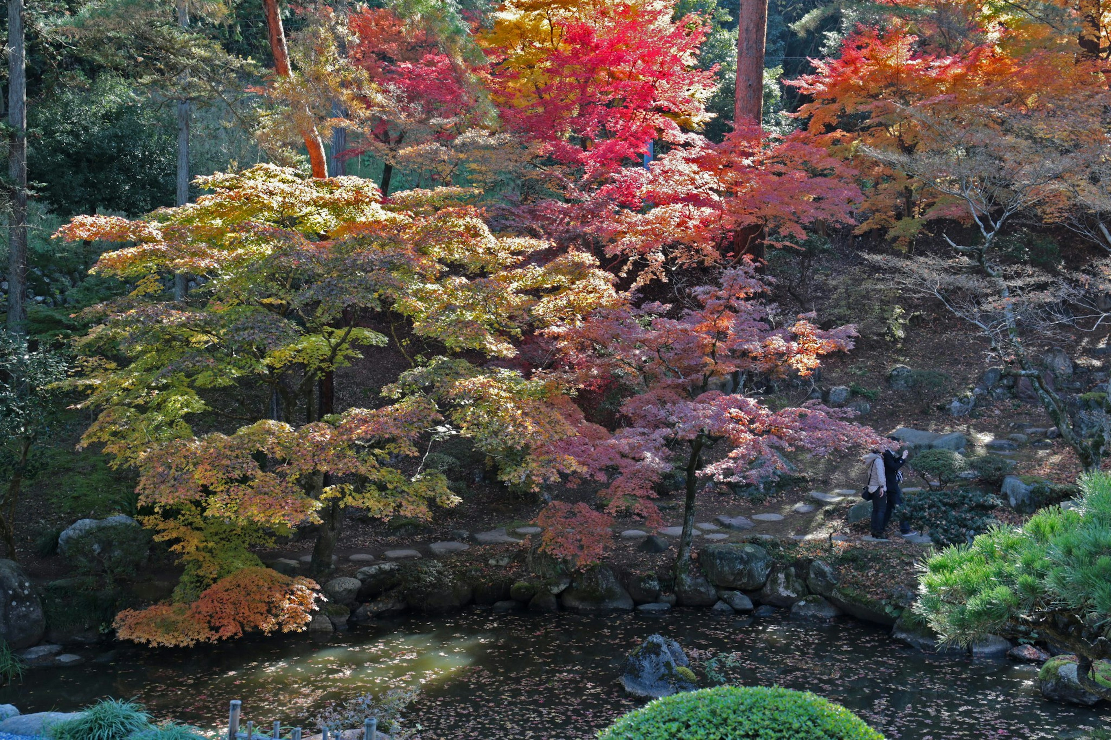 A scenic view of vibrant autumn foliage in a garden