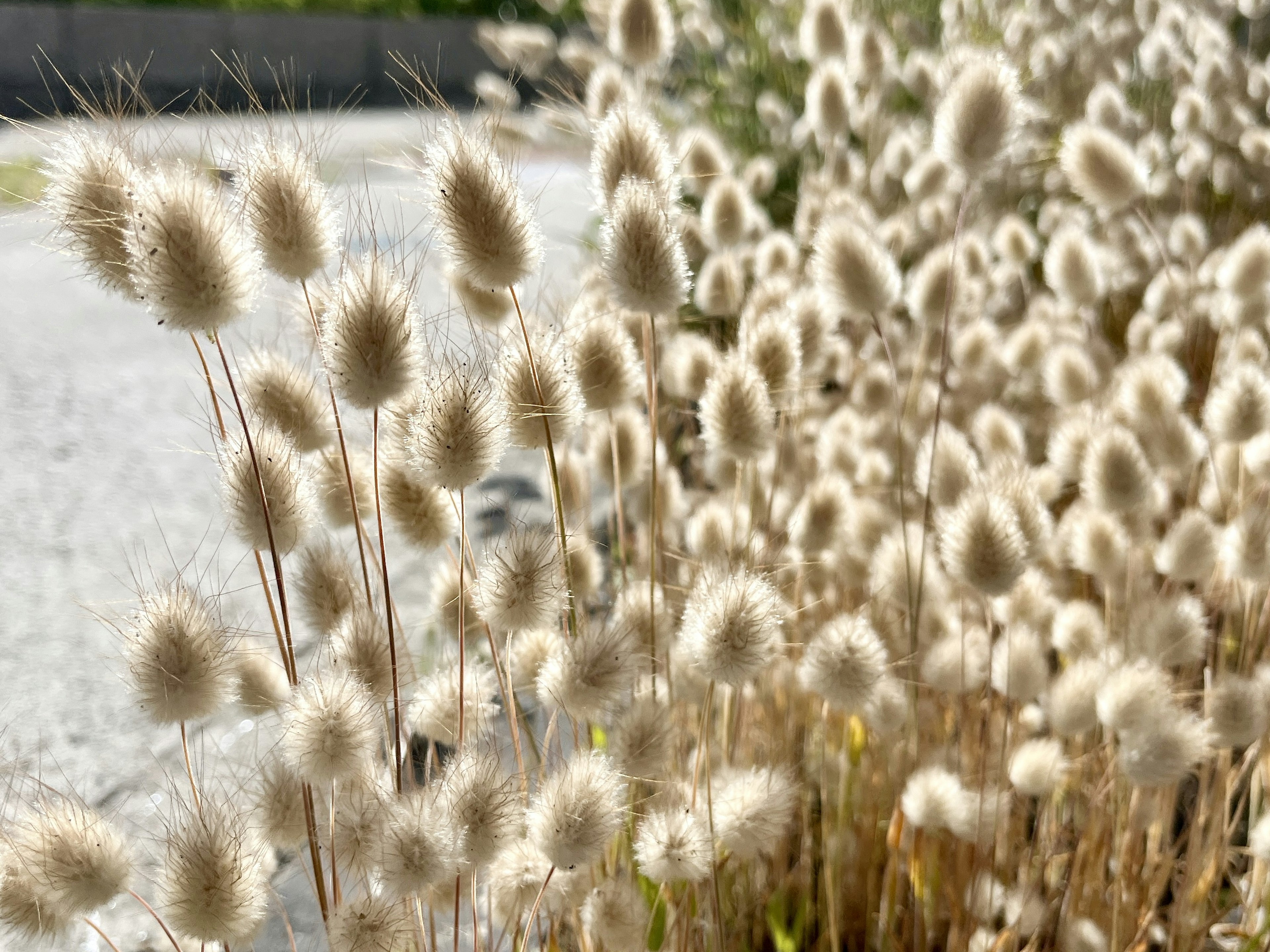 Gros plan sur des herbes blanches duveteuses se balançant doucement au soleil