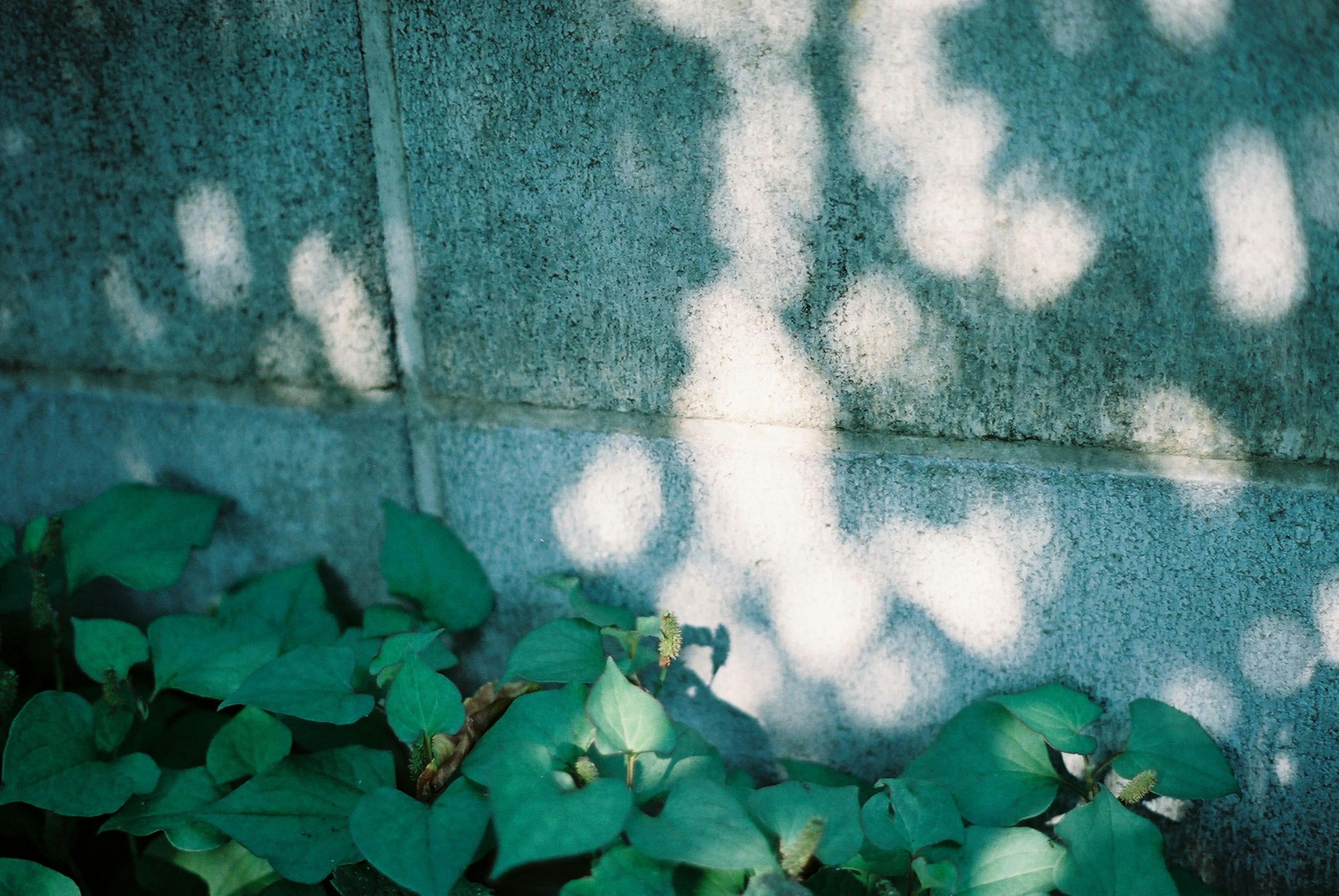 Eine ruhige Szene mit grünen Blättern und Schatten, die auf eine Betonwand fallen