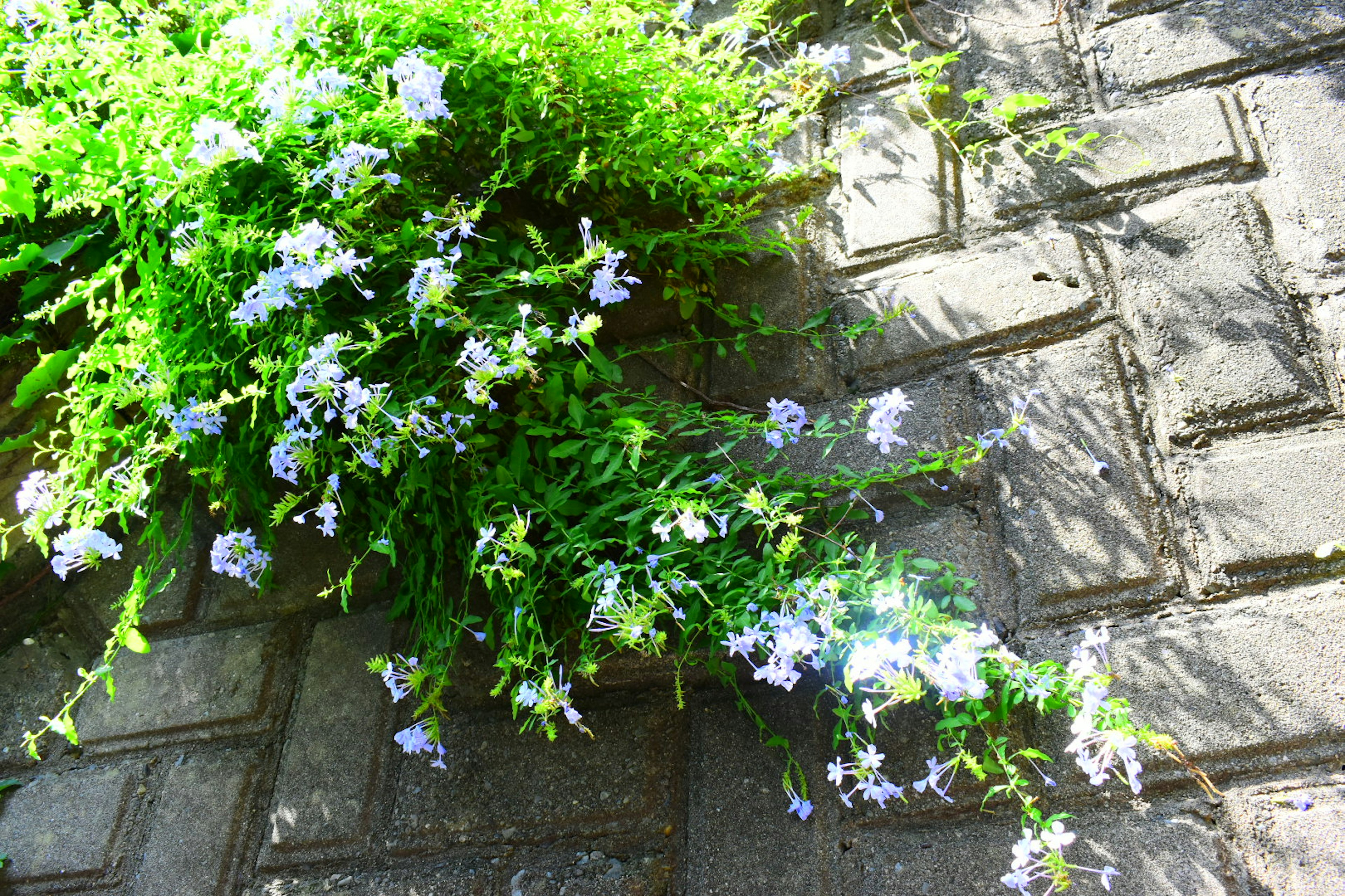 绿色植物与浅紫色花朵铺散在石头路面上