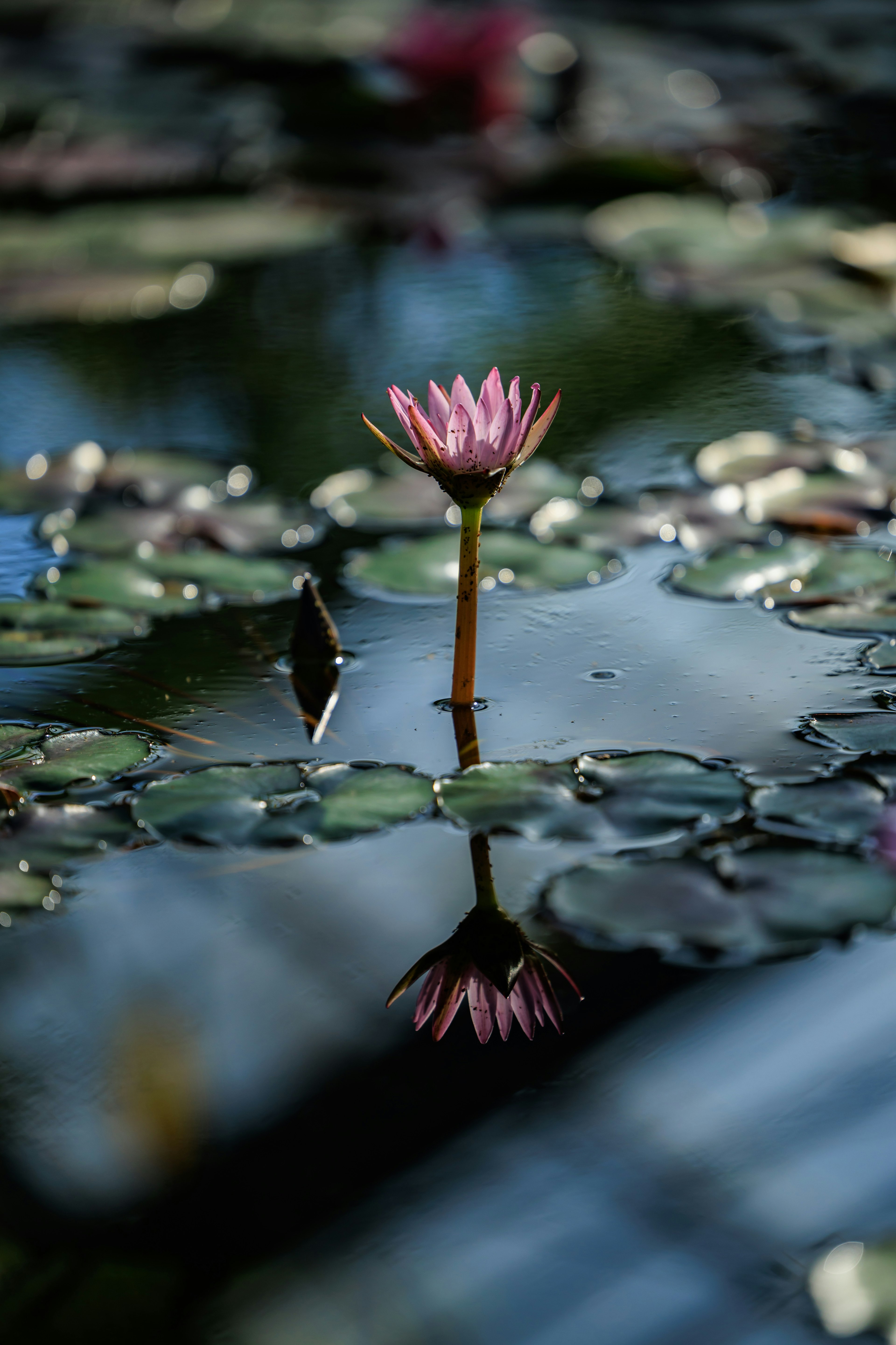 Pink water lily floating on the surface with its reflection