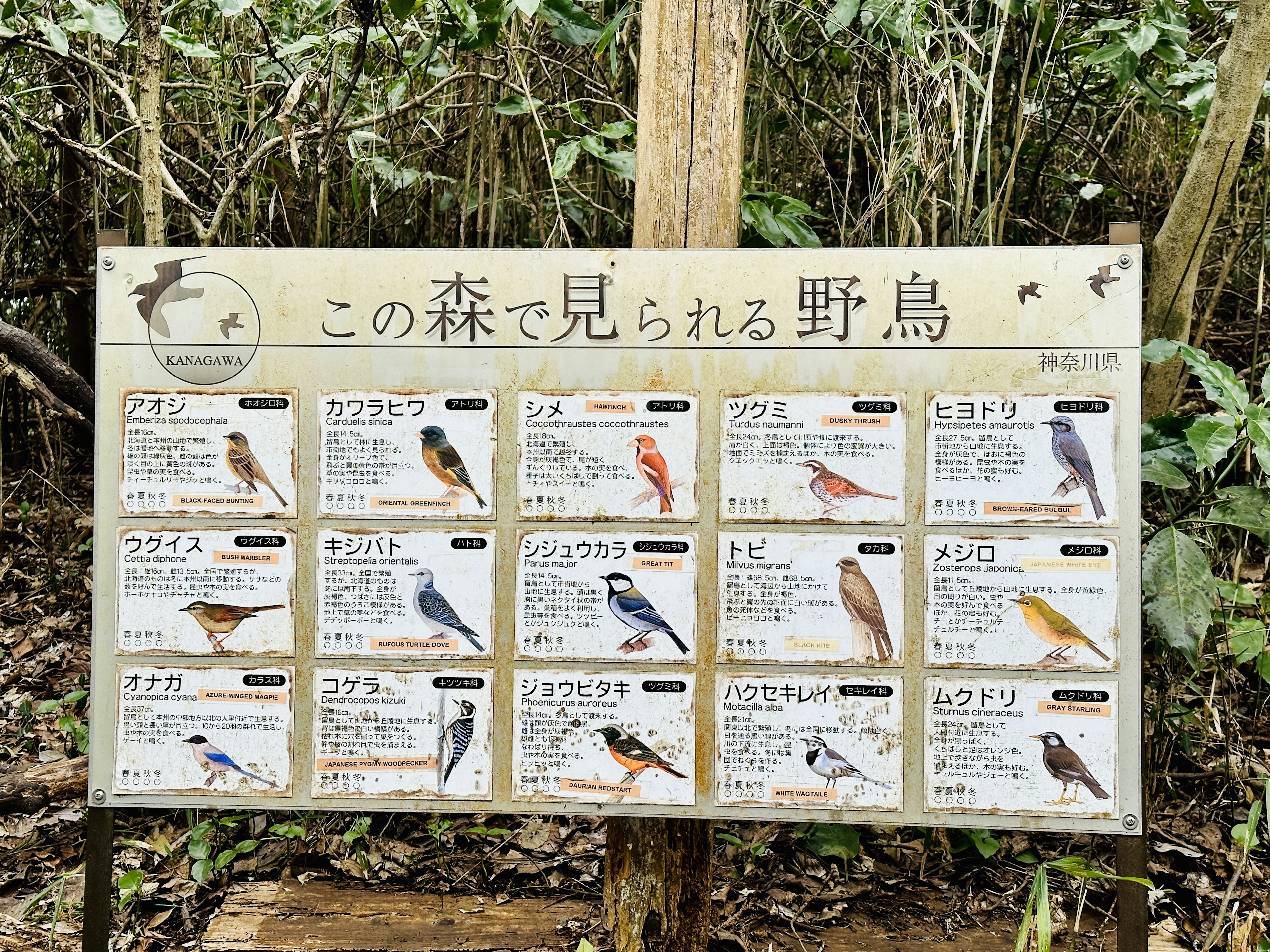 Informationsschild, das verschiedene Wildvögel zeigt, die in diesem Wald vorkommen