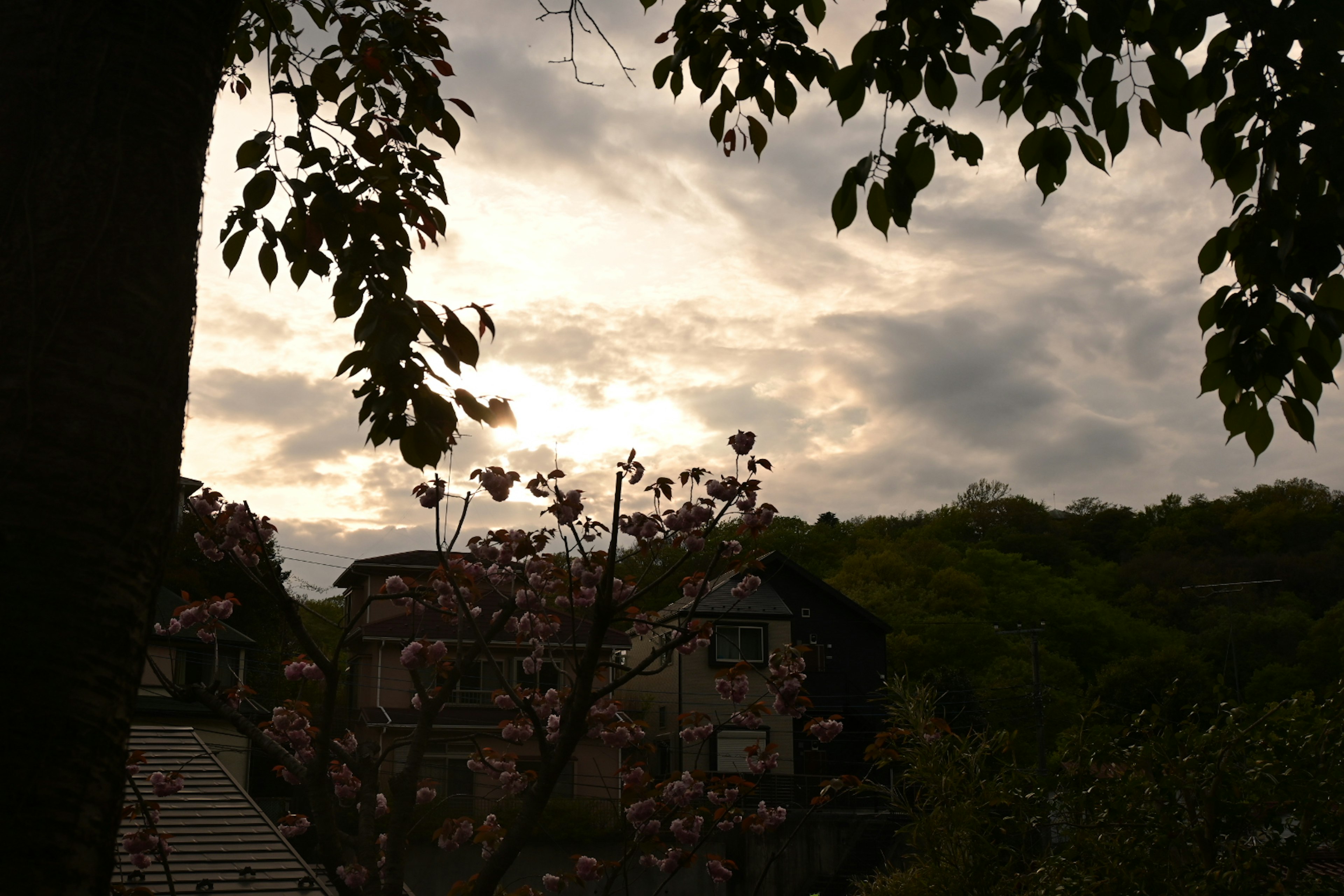 薄曇りの空と桜の木が映る風景