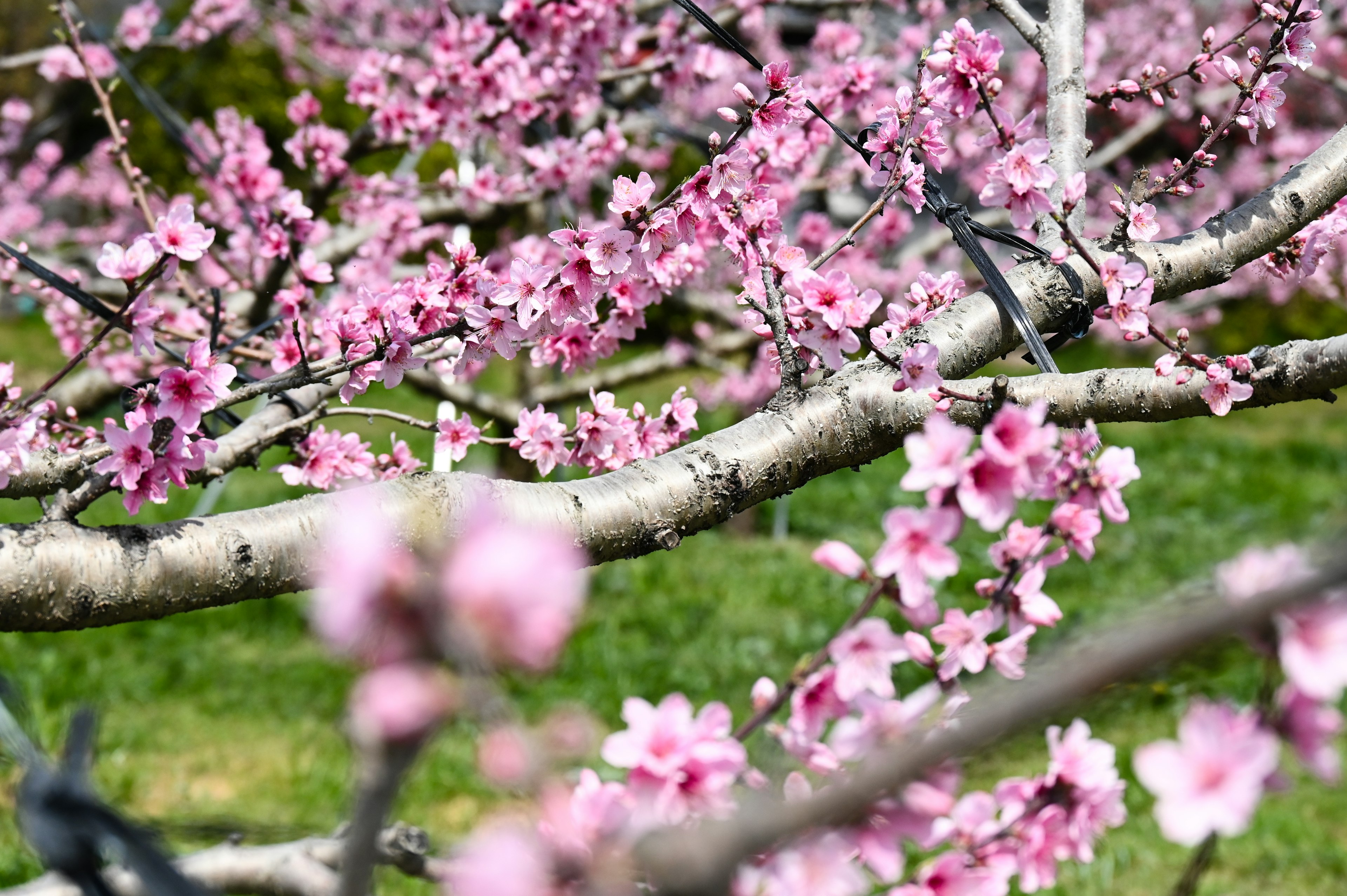 Branches adorned with soft pink blossoms set against green grass