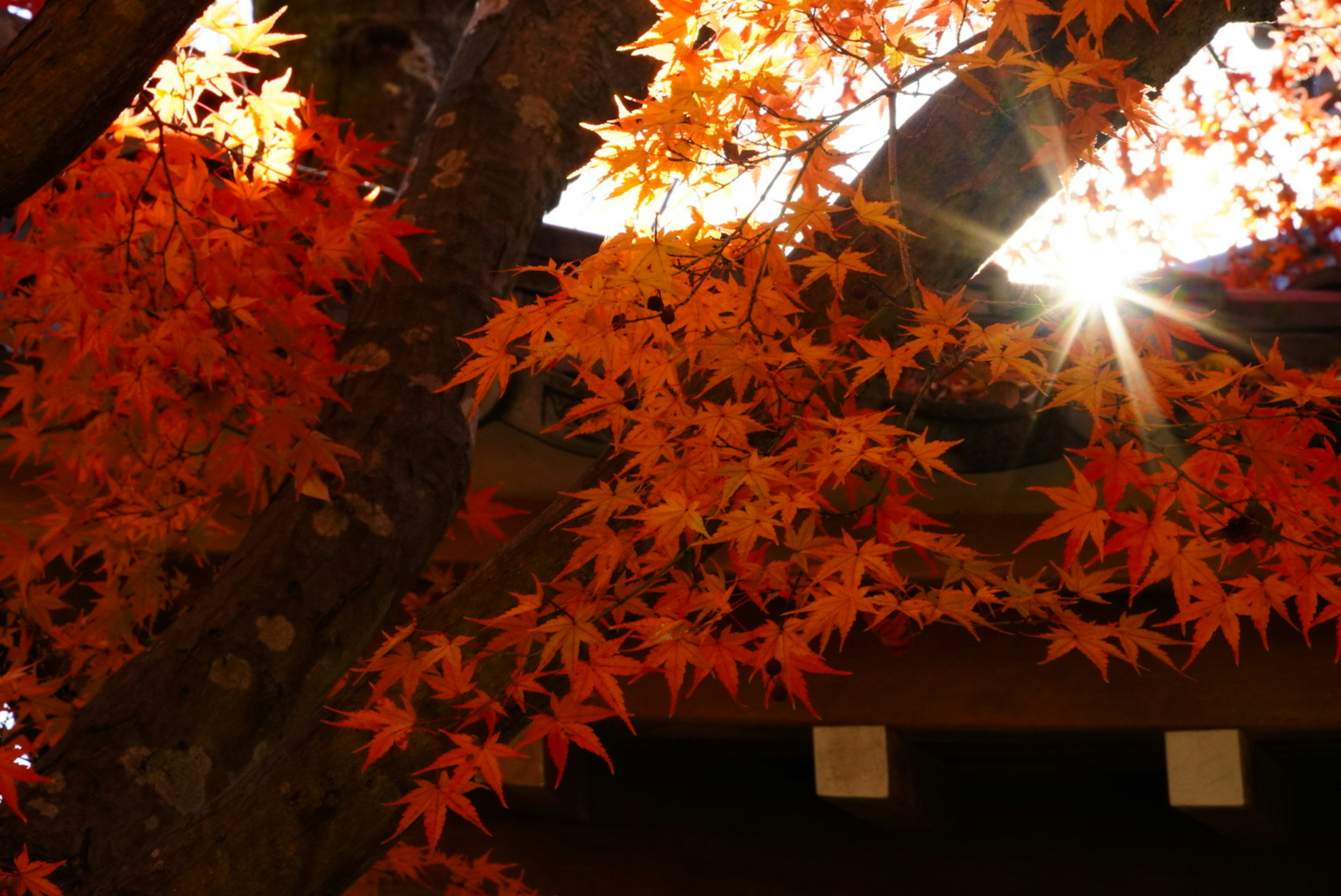 Gros plan sur des feuilles d'automne aux couleurs orange vif et soleil brillant