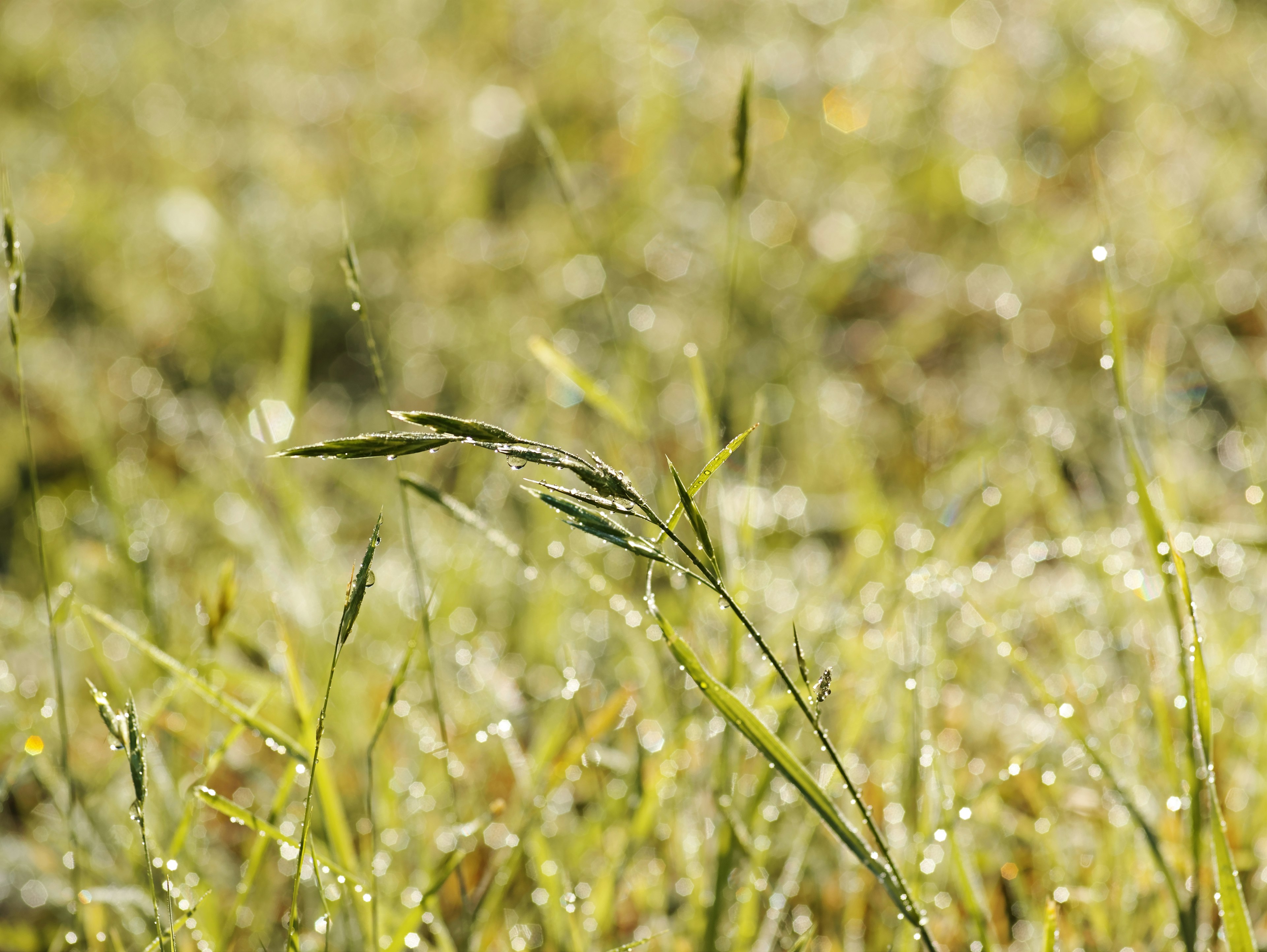 Gros plan sur de l'herbe verte couverte de rosée du matin