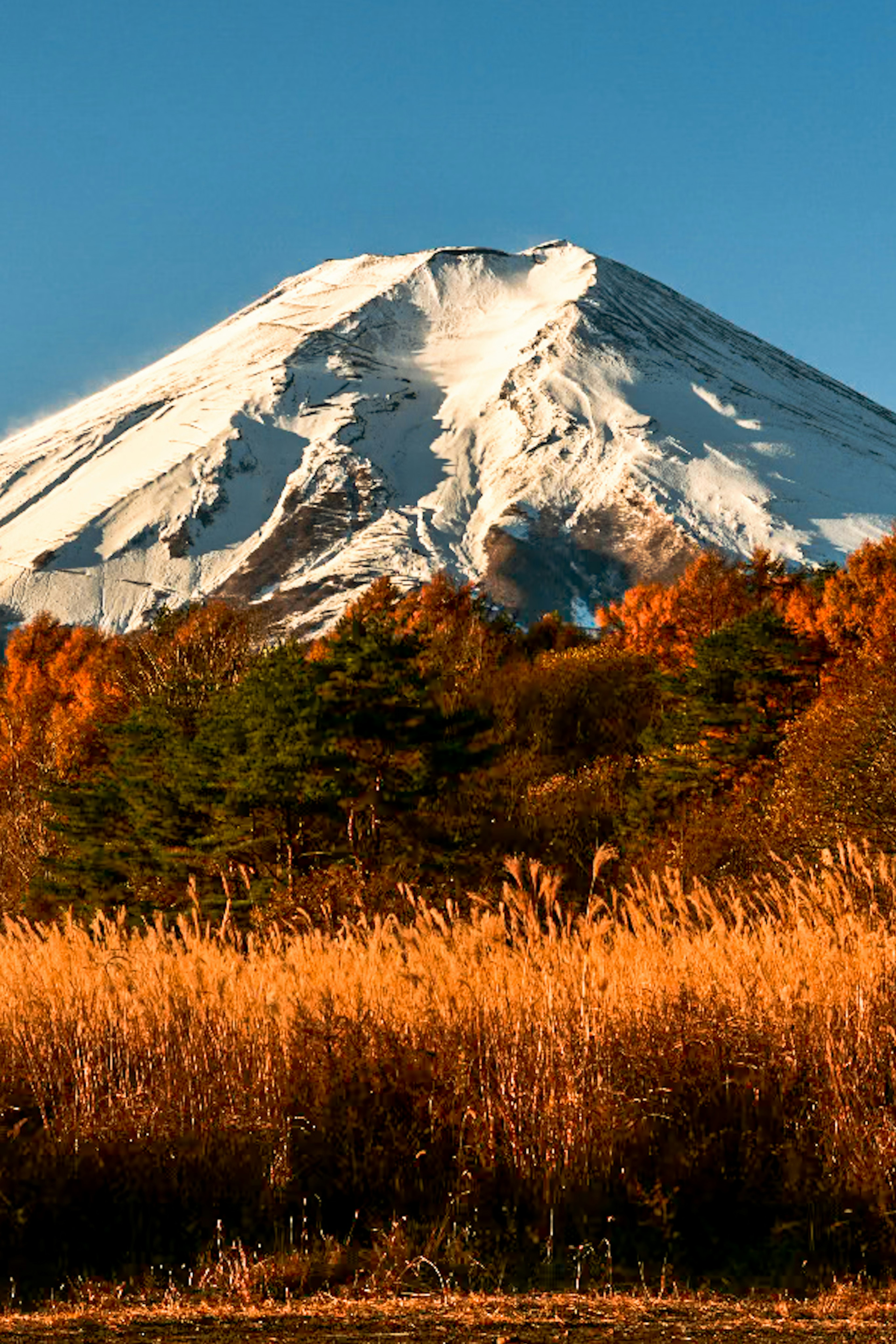 Mont Fuji enneigé avec un feuillage automnal au premier plan