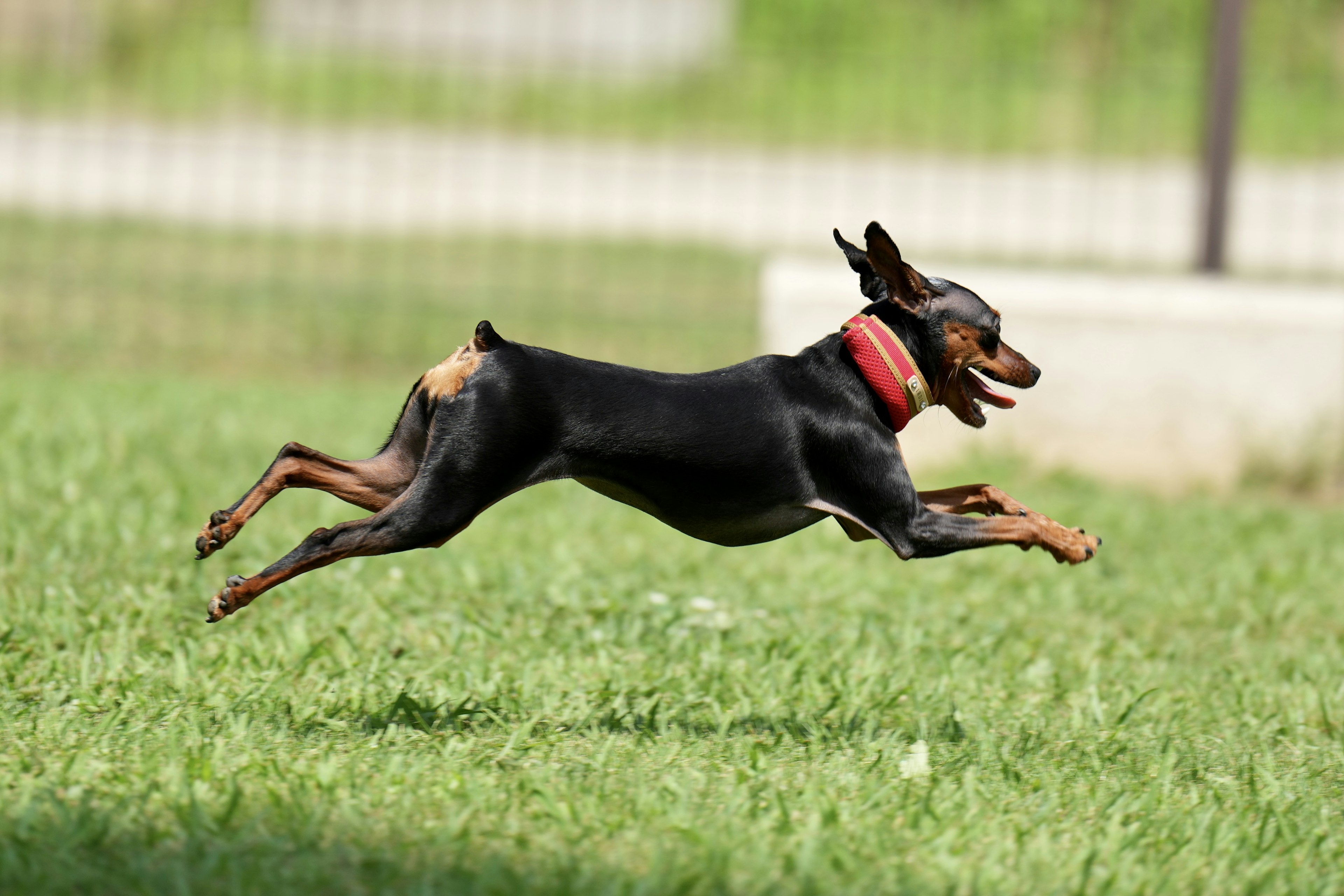 Ein schwarzer Hund, der auf dem Gras läuft und springt