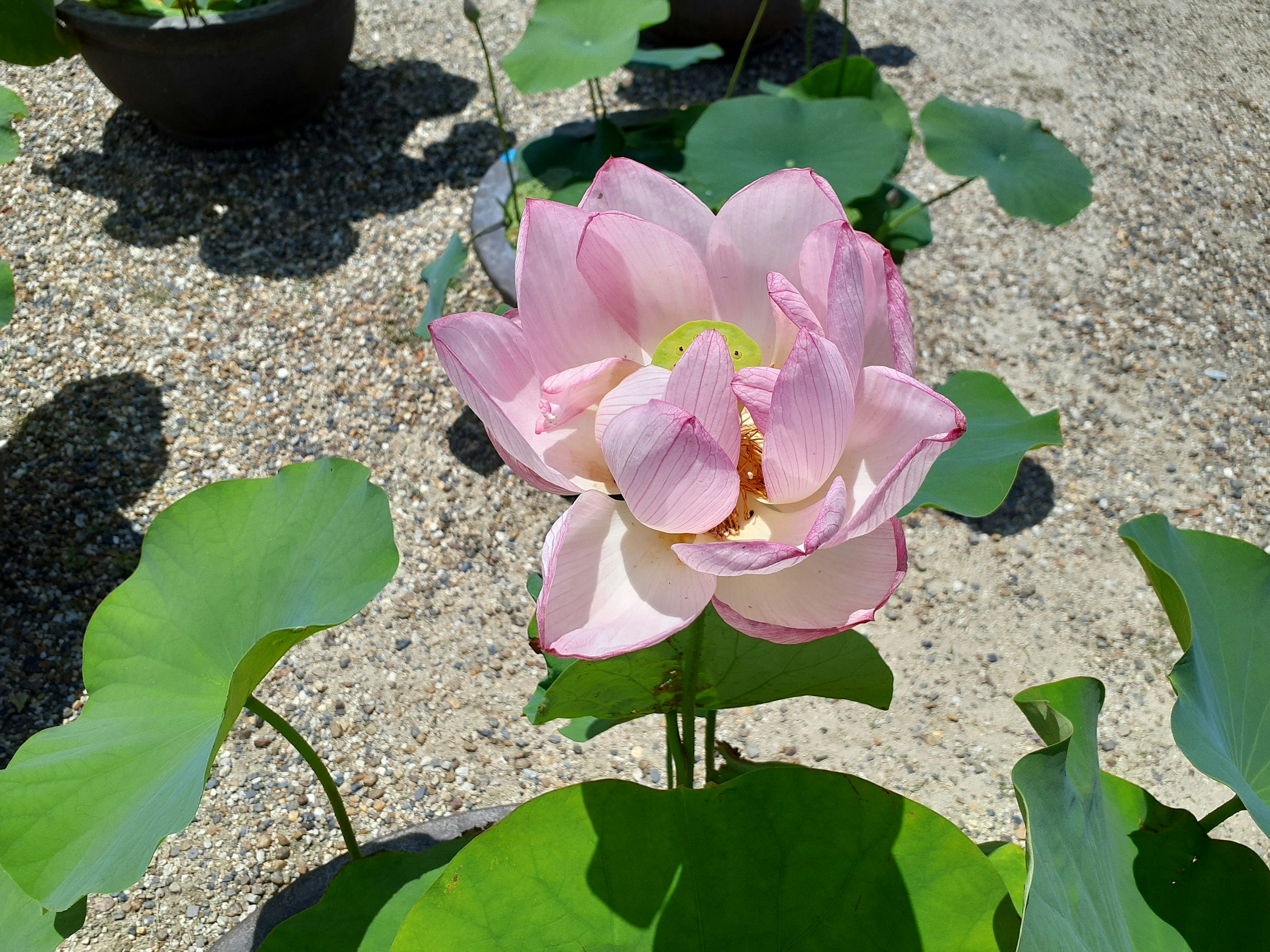 Beautiful pink lotus flower surrounded by green leaves