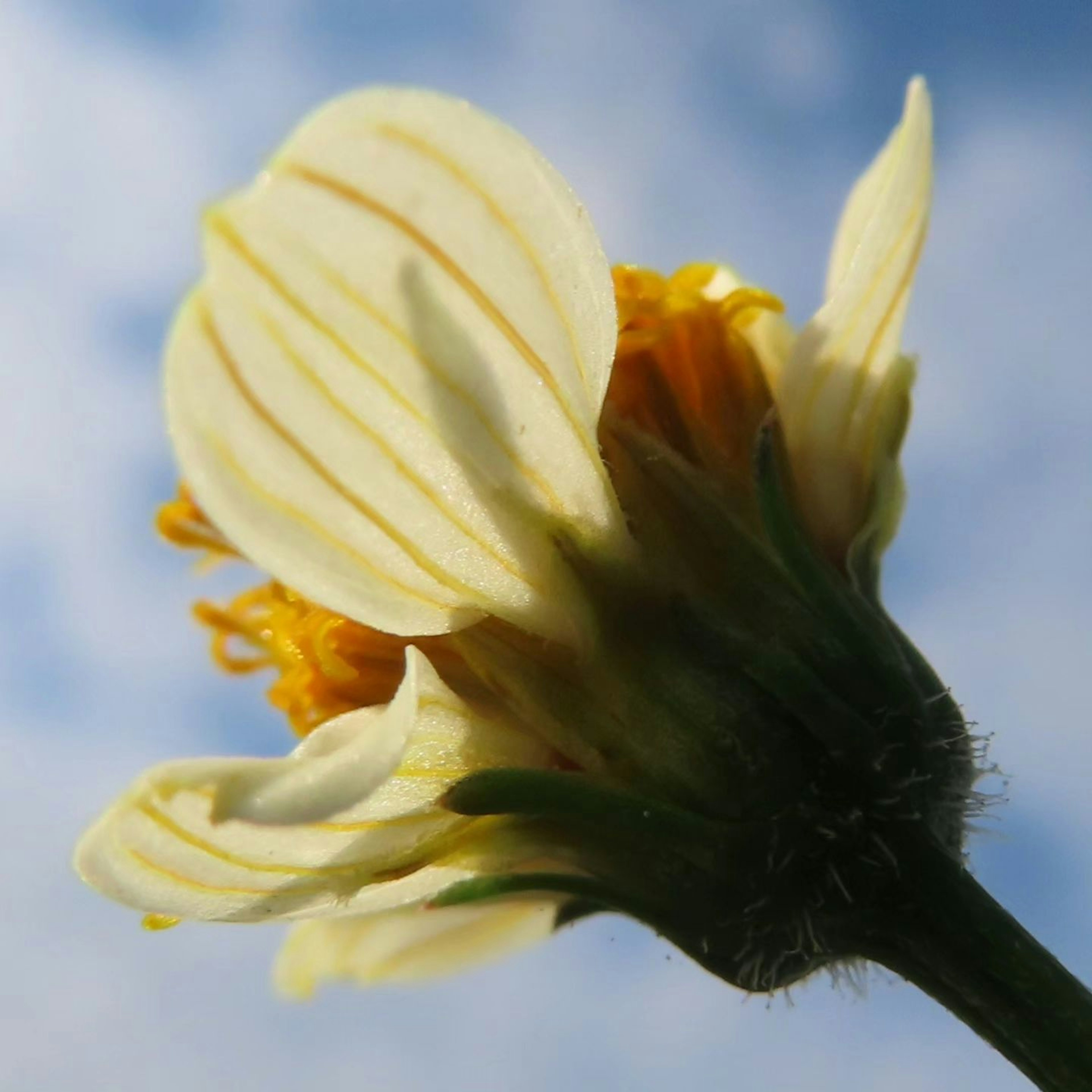 黄色の花びらとオレンジの中心を持つ花の下からの視点