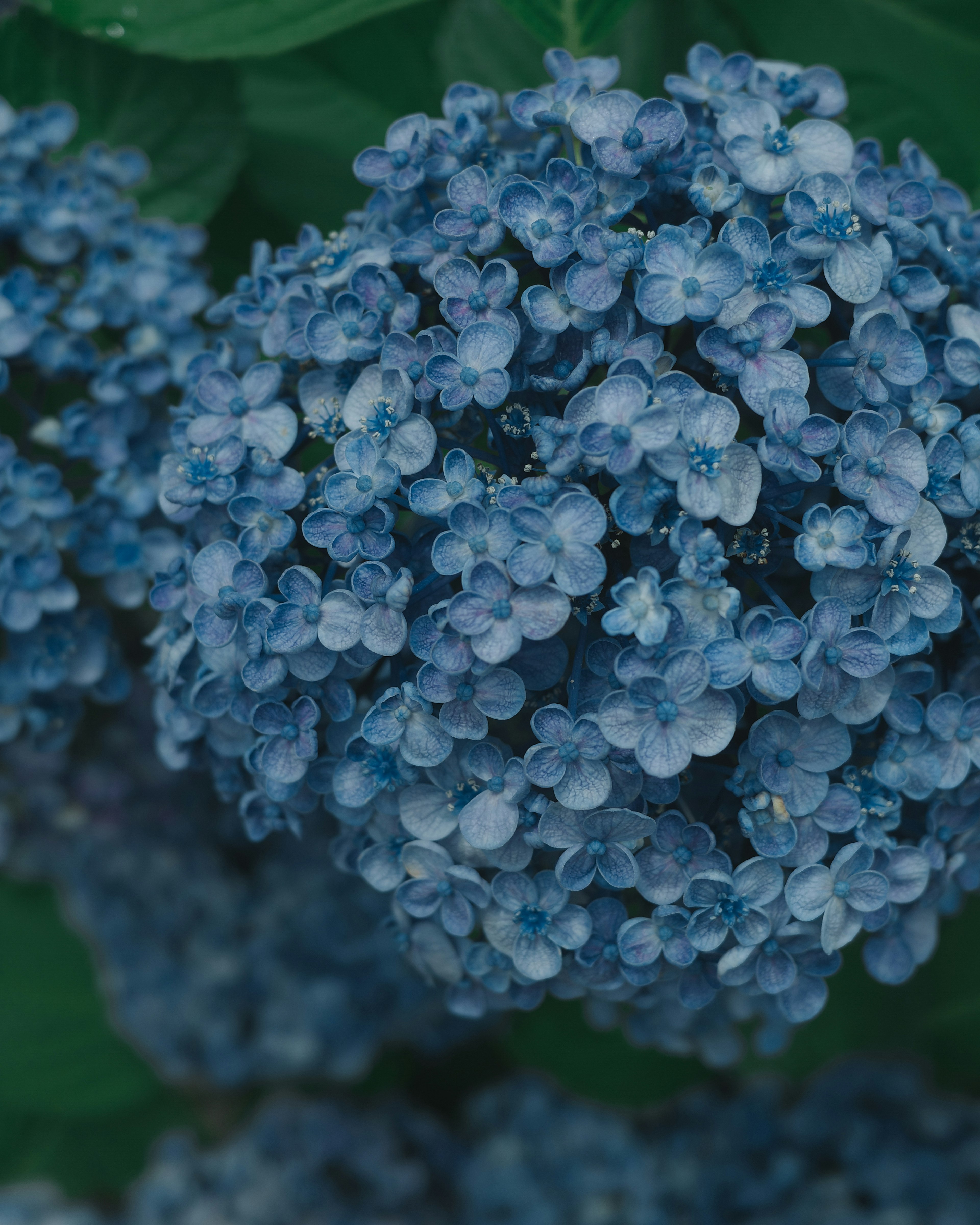 Un ramo esférico de flores azules contra un fondo de hojas verdes oscuras