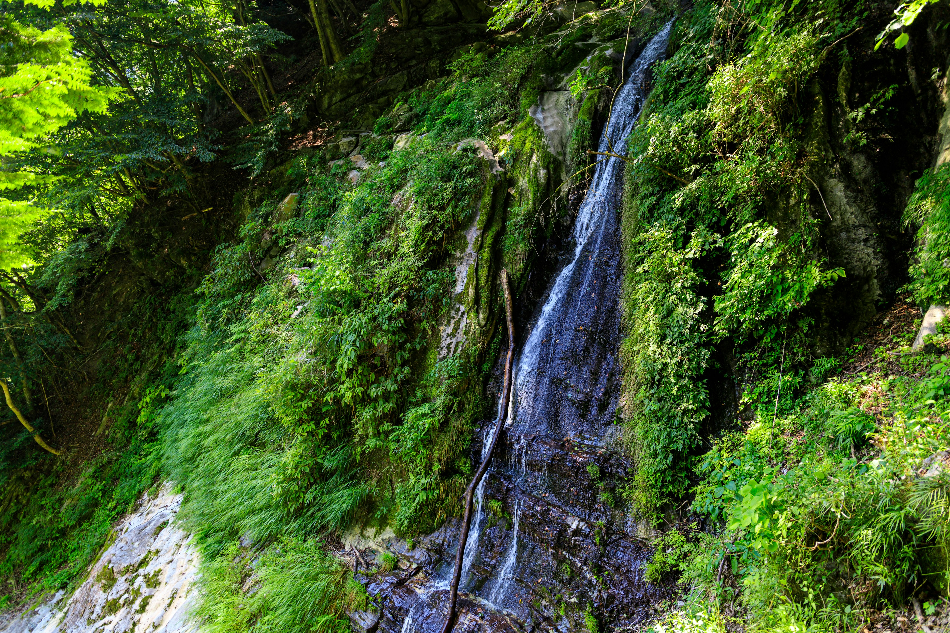 Piccola cascata che scorre su rocce in una foresta lussureggiante