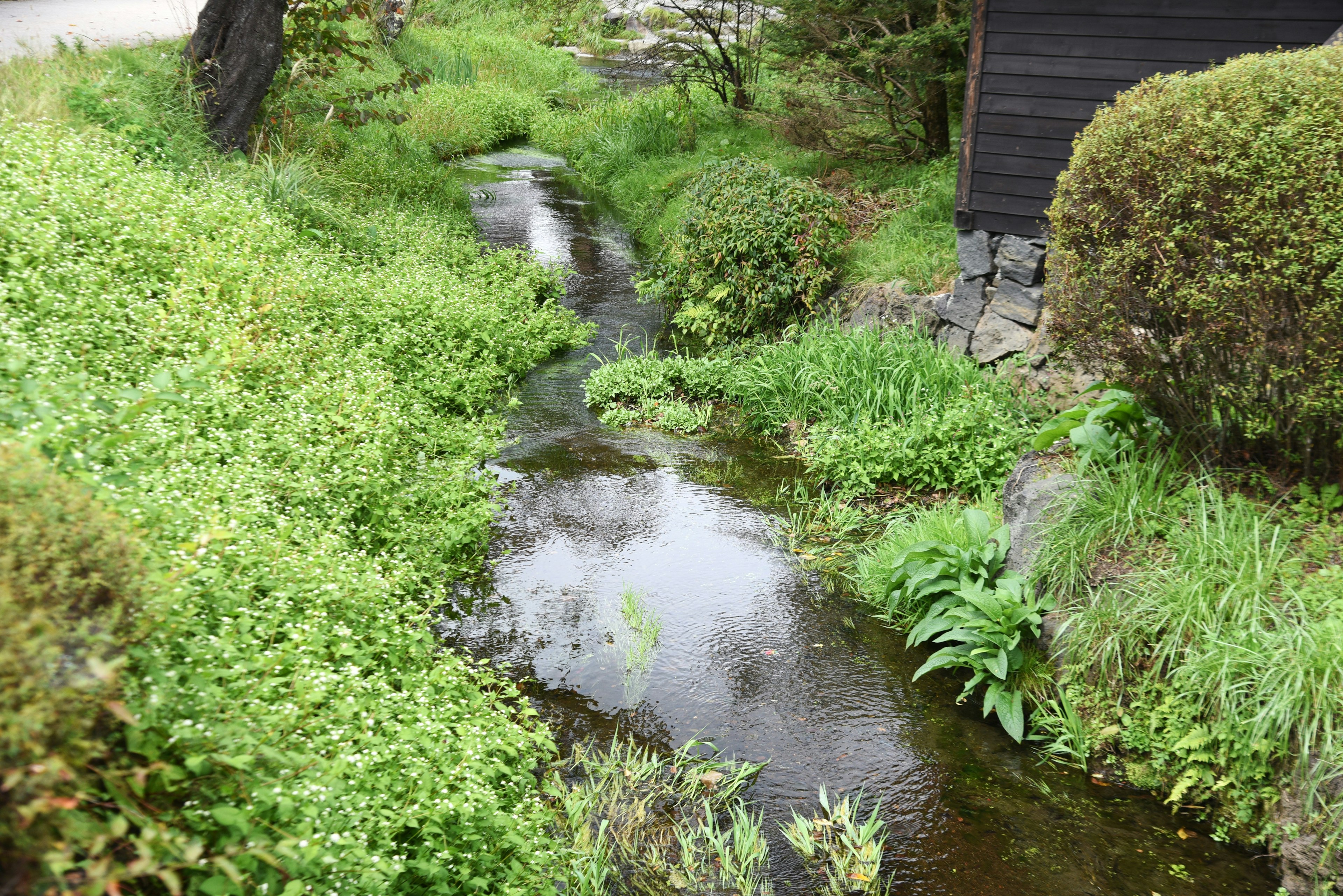 Eine ruhige Landschaft mit einem kleinen Bach, umgeben von üppigem grünem Gras und Sträuchern