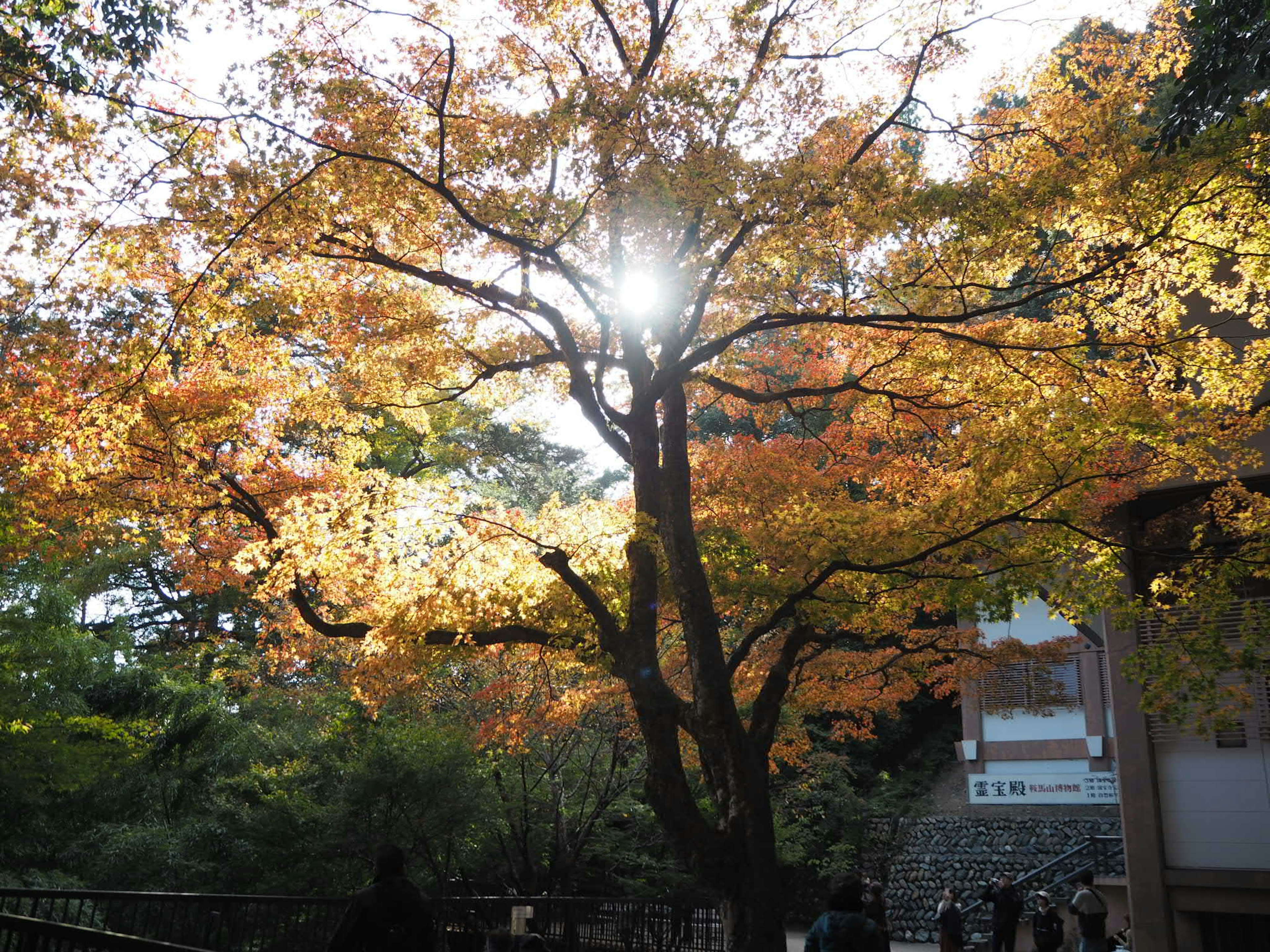 秋の紅葉が美しい大きな木とその間から差し込む太陽の光