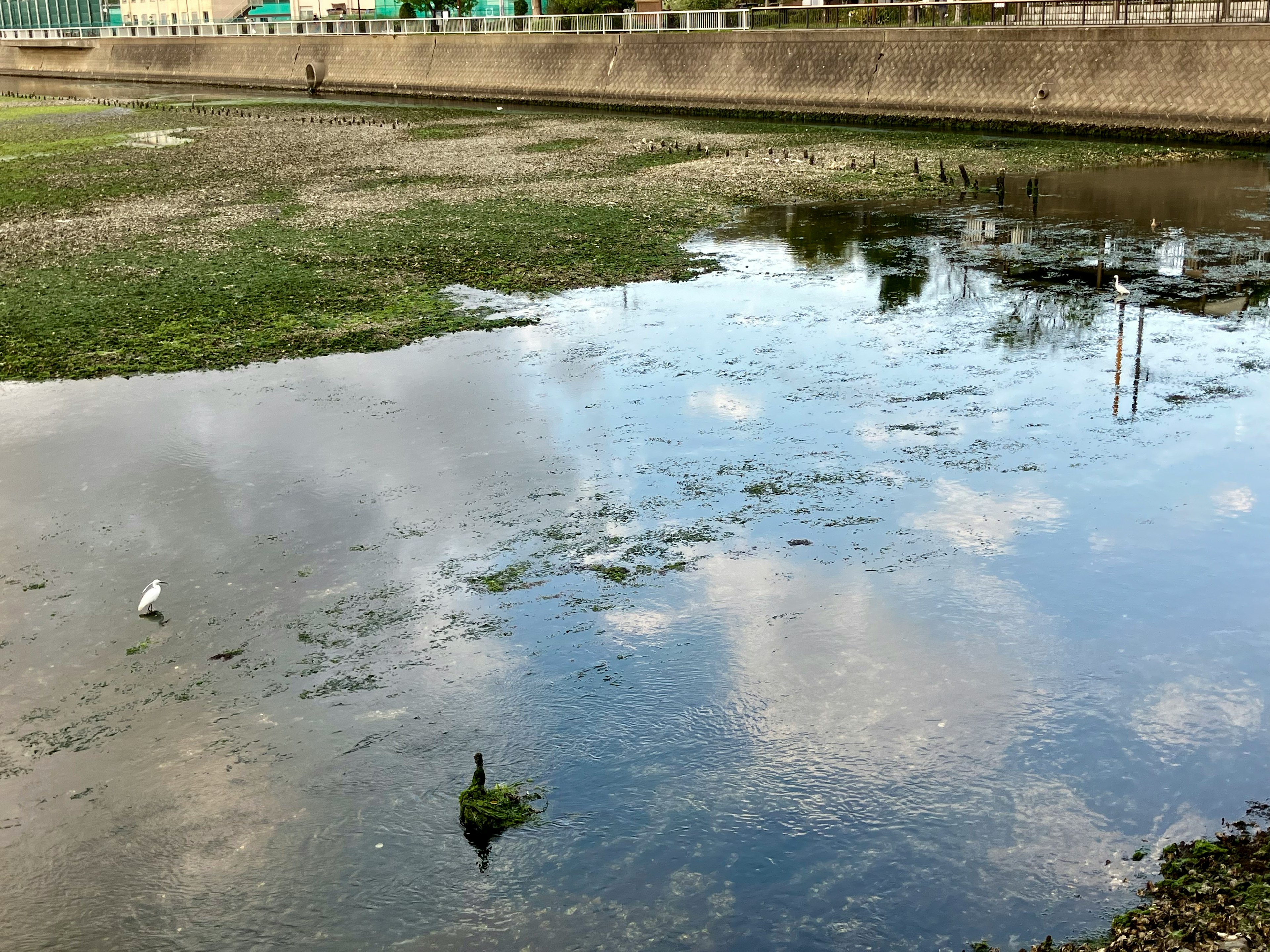 静かな水面に浮かぶ黒い鳥と白い鳥の姿