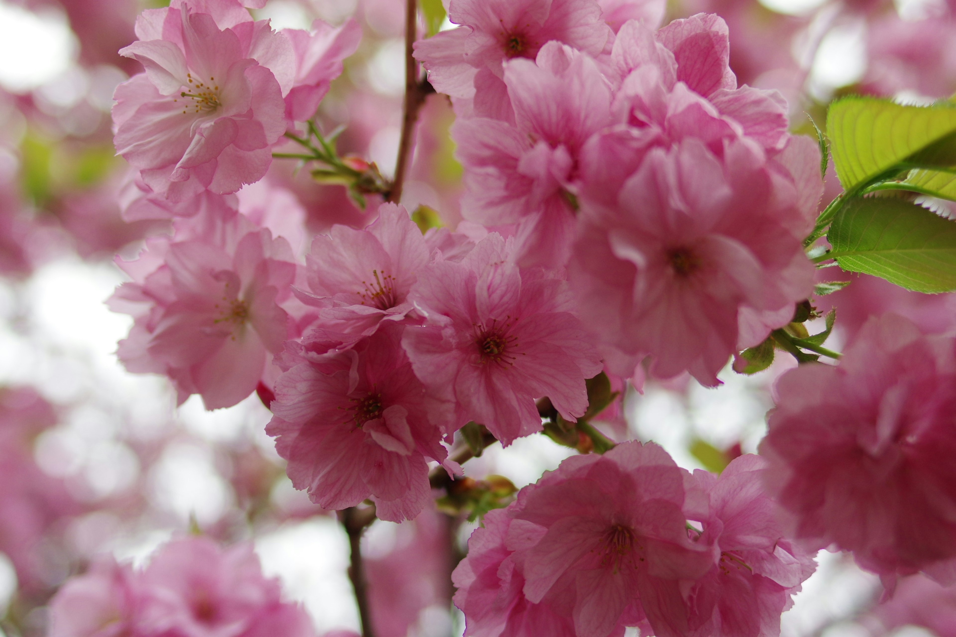 Hermosa escena de flores de cerezo en flor