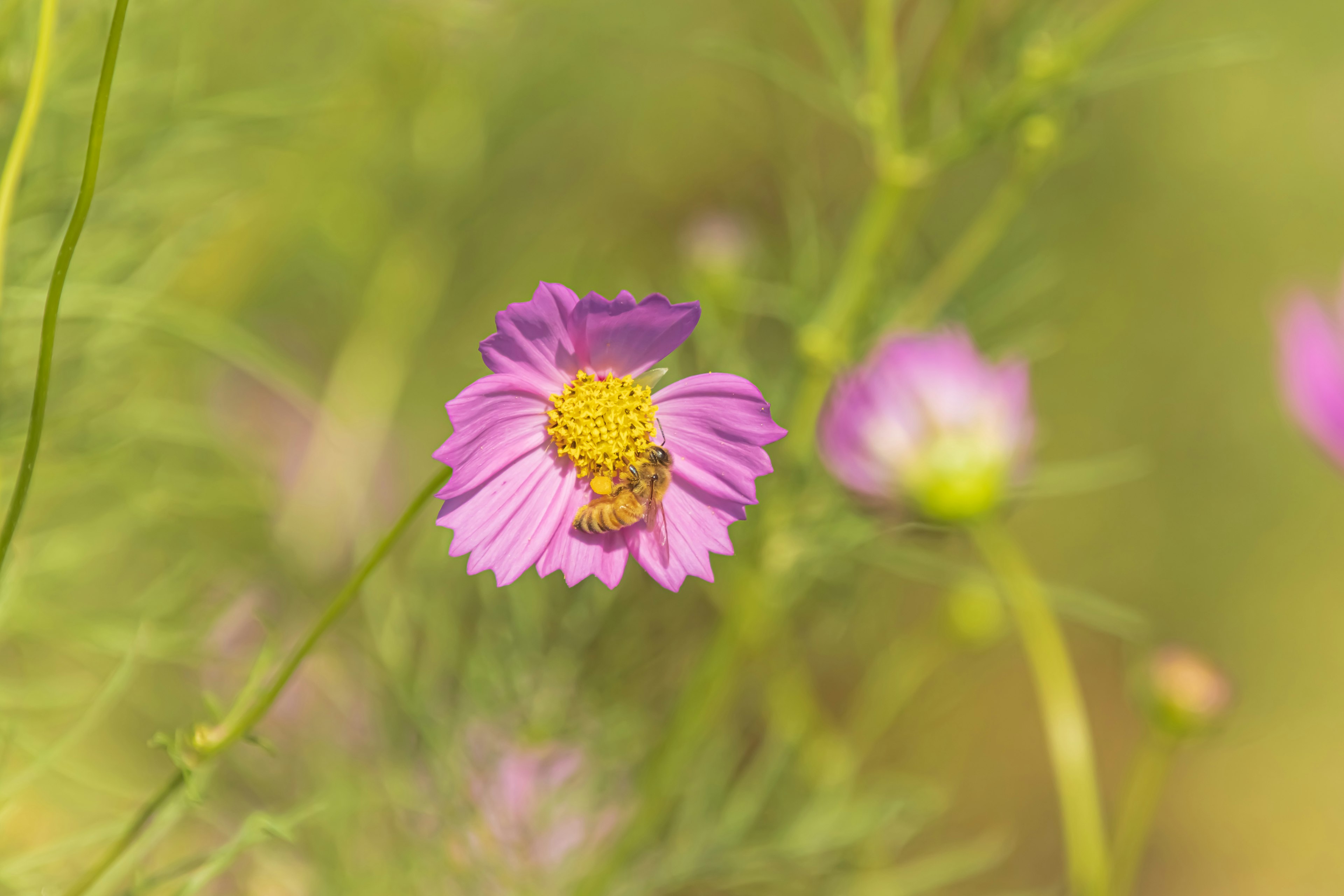 鮮やかな紫色の花が緑の背景に咲いている