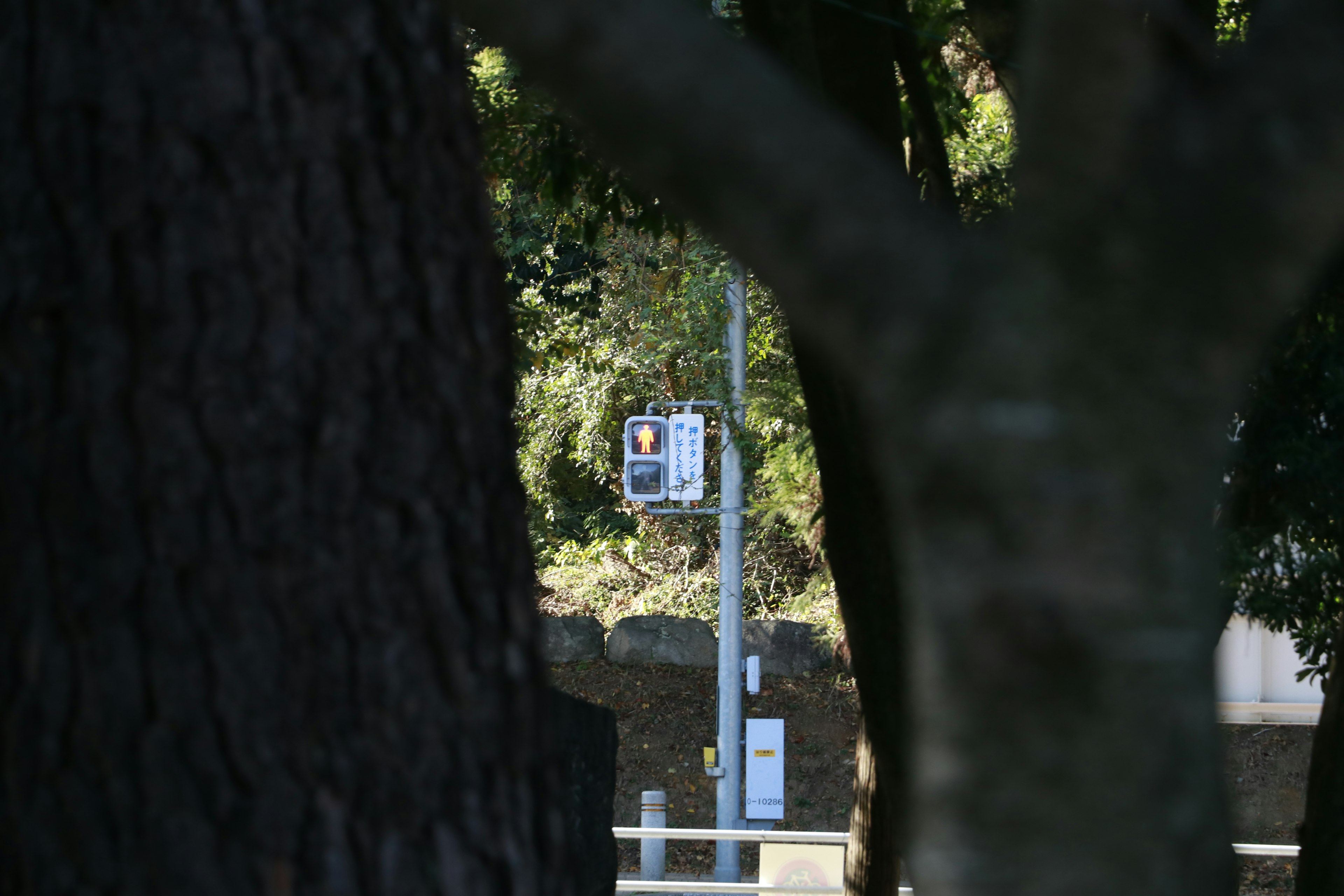 Lampadaire et compteur électrique visibles à travers des arbres