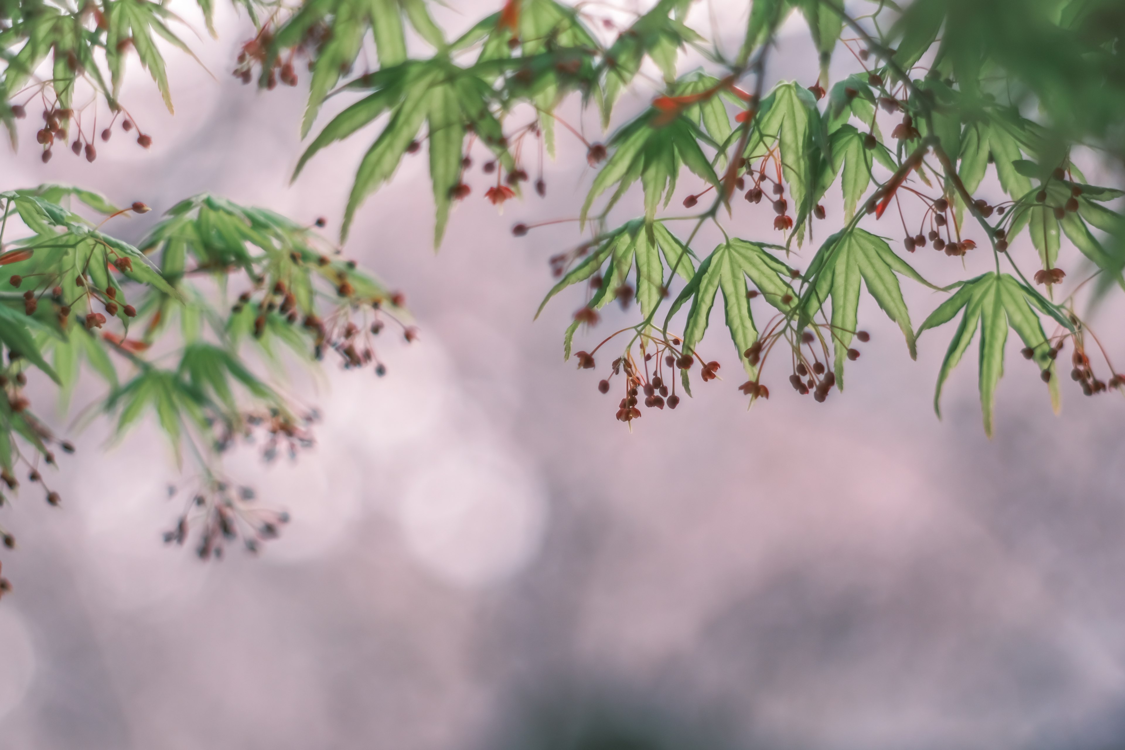 带有柔和绿色叶子和小花的枫树枝