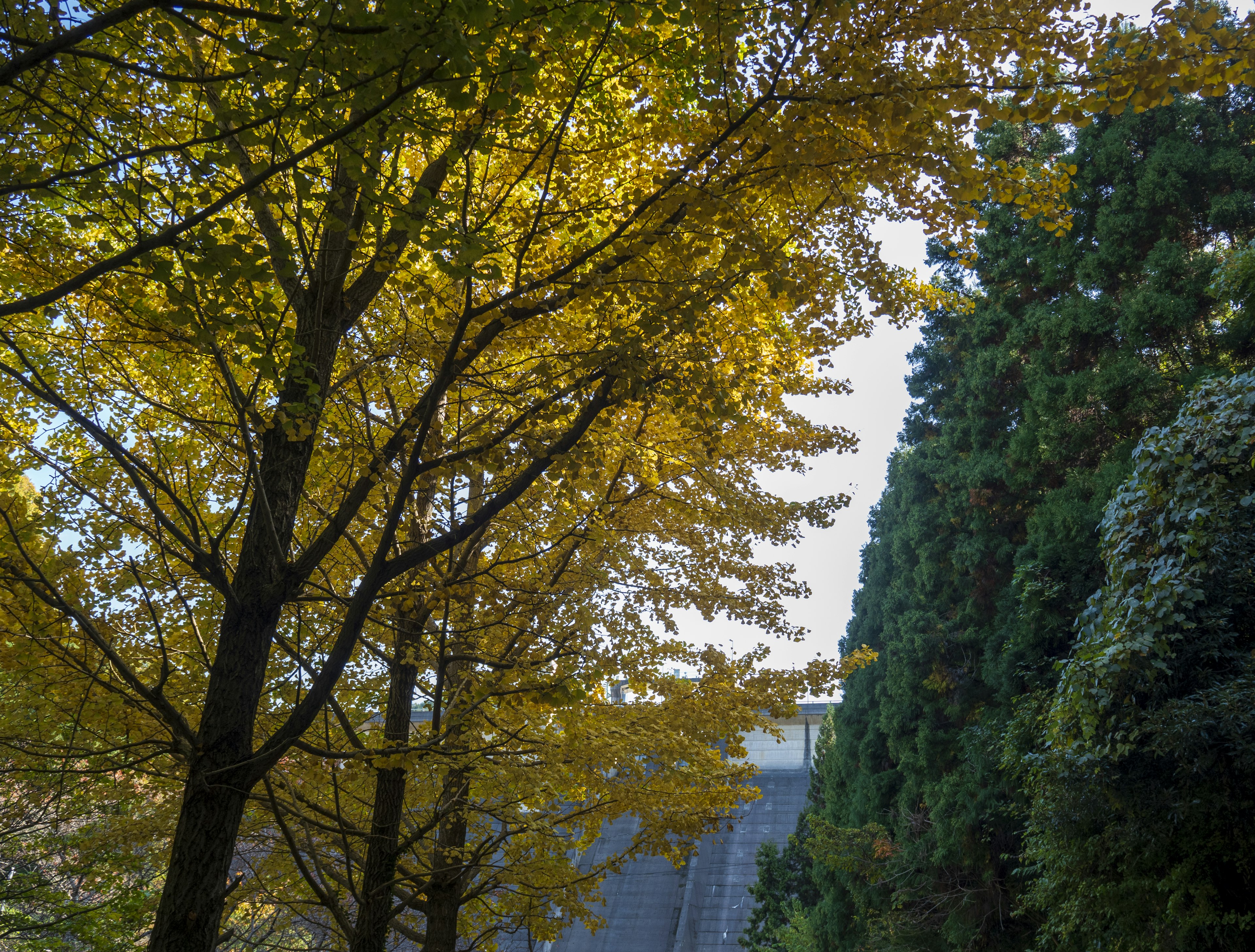 秋の黄色い葉を持つ木と緑の木々が並ぶ風景