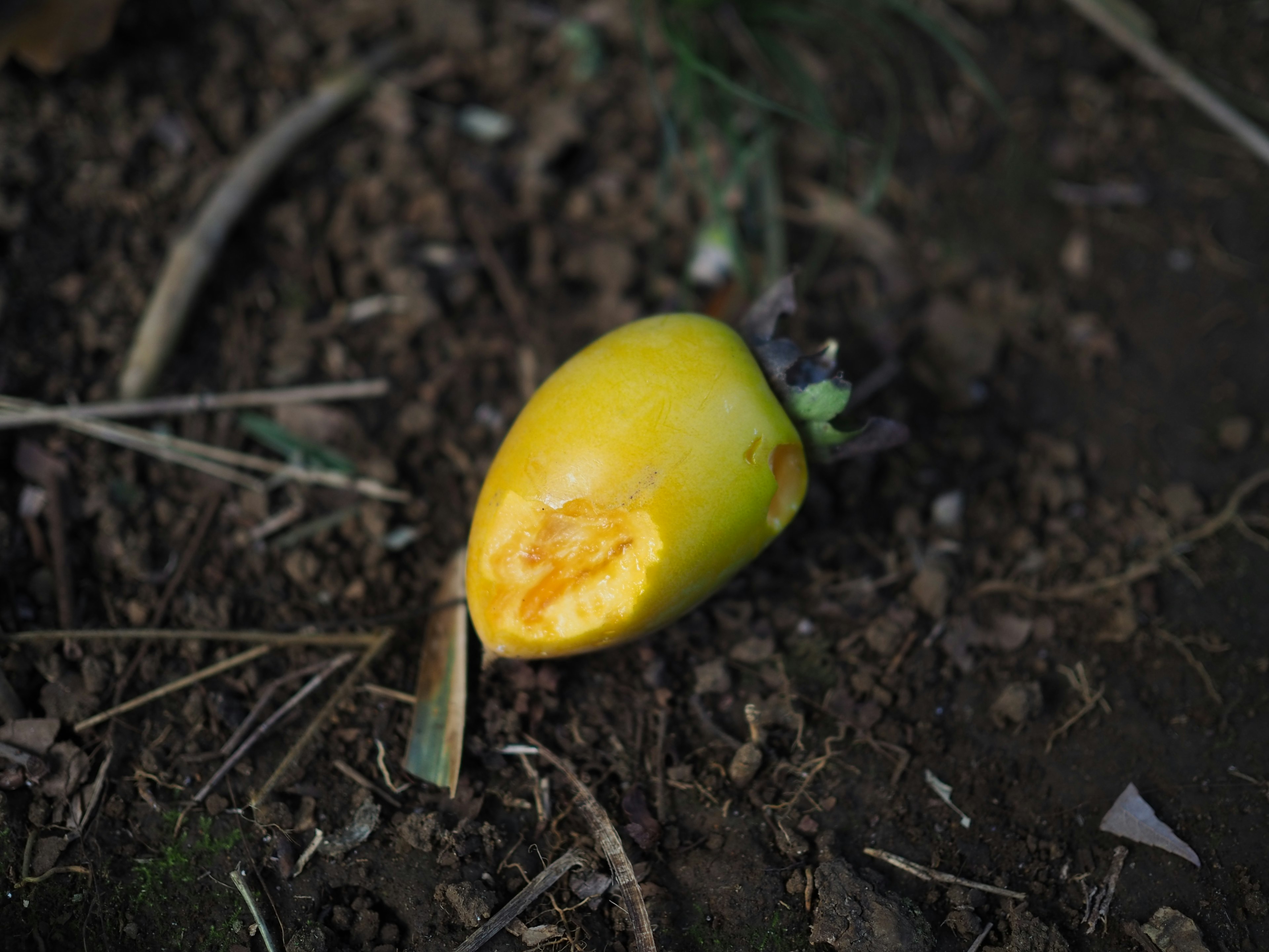 Un morceau de légume jaune sur le sol