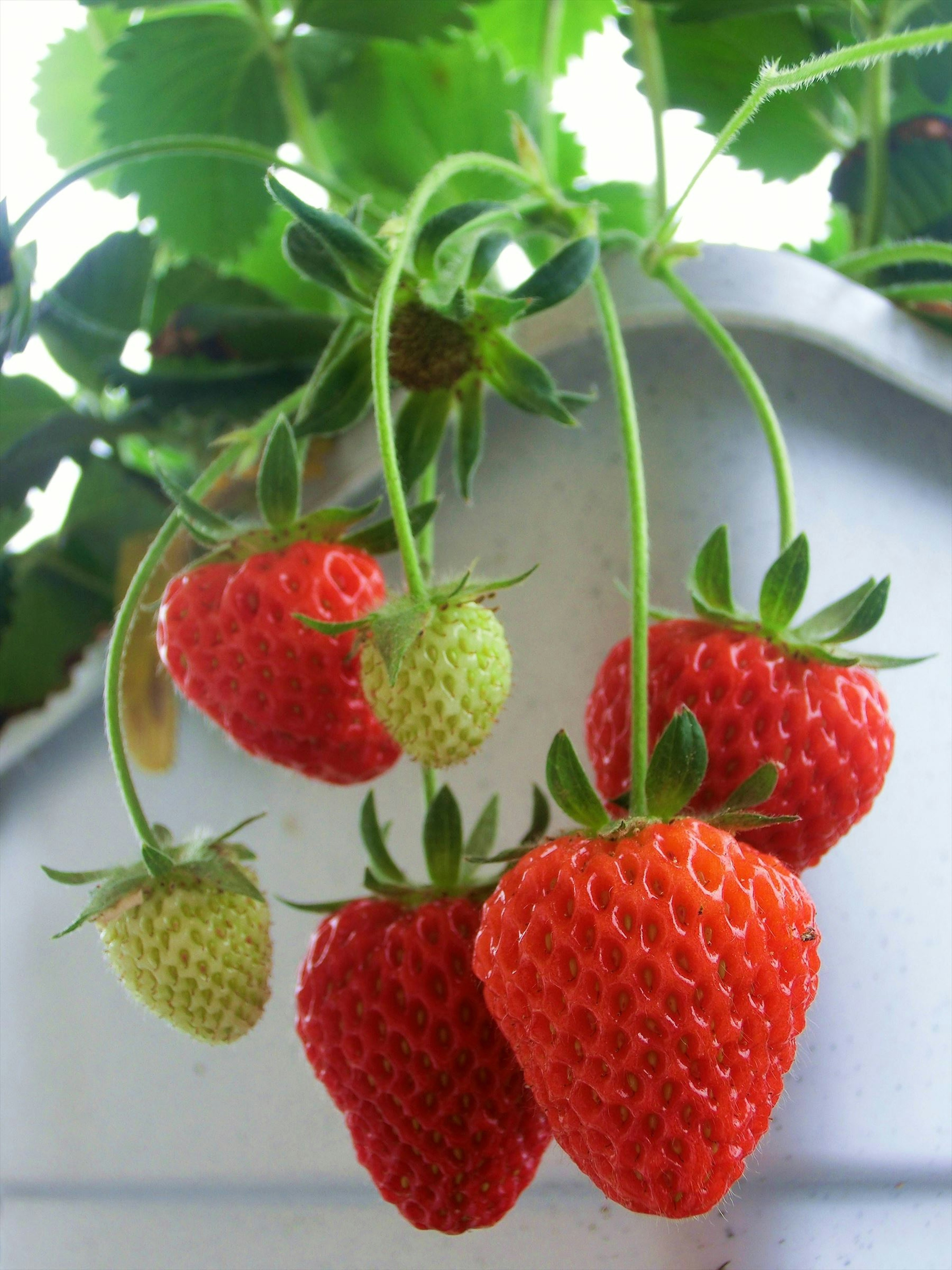 Fragole rosse mature e fragole verdi appese a una vite