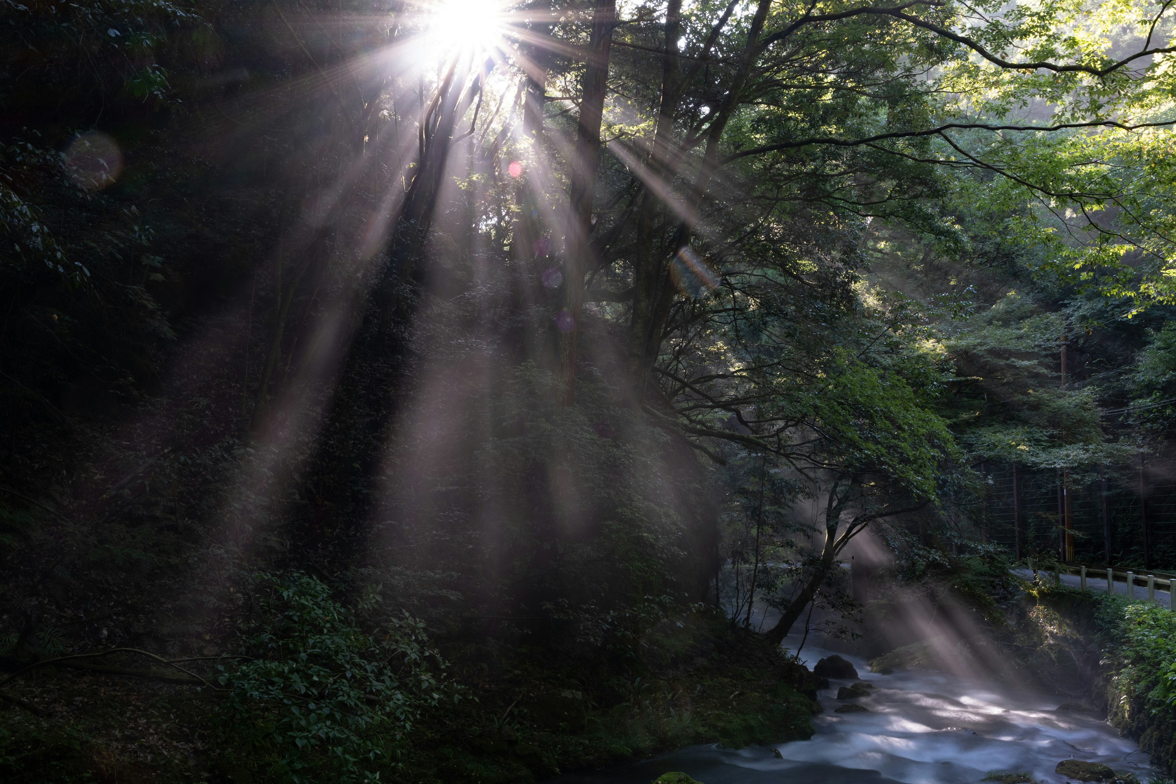 Luz del sol filtrándose a través de los árboles en un bosque