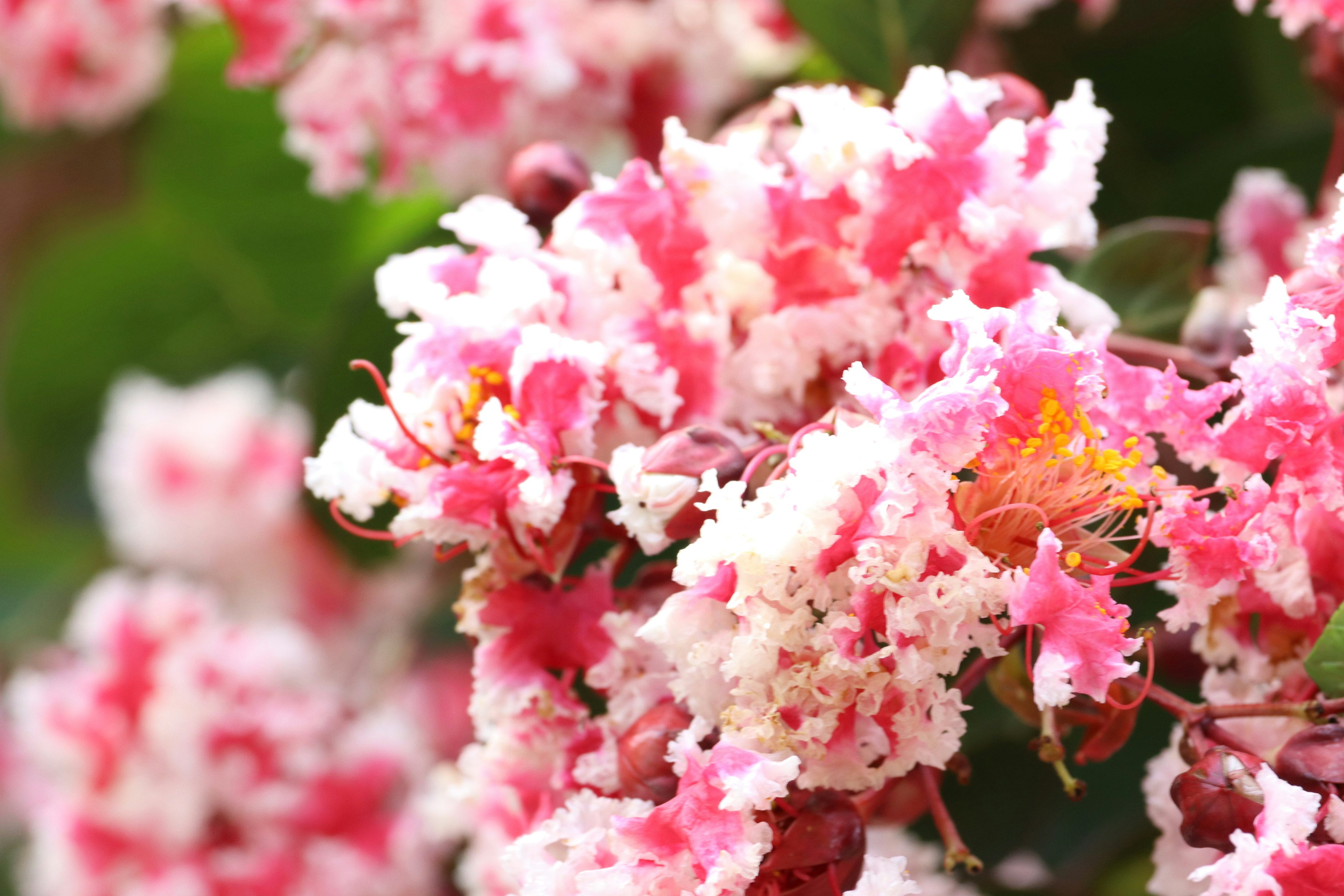 Gros plan sur des fleurs roses et blanches vives sur un arbre de myrte crêpe