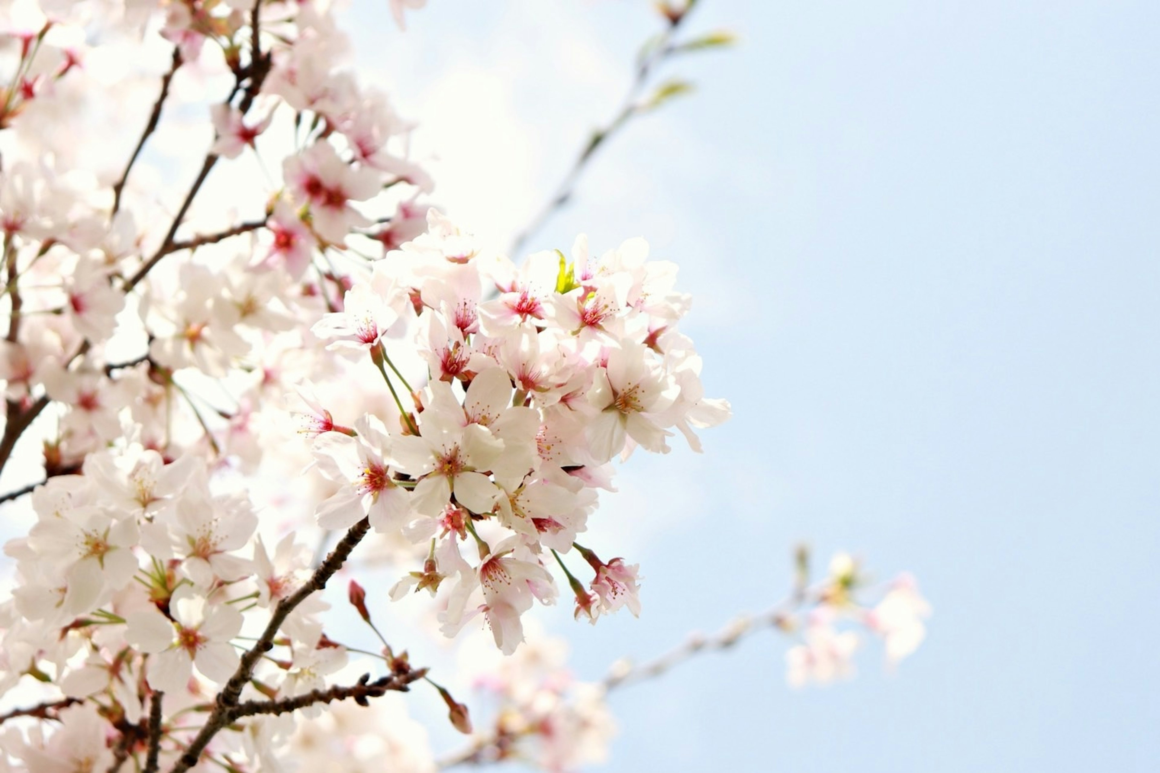 青空に咲く桜の花と枝