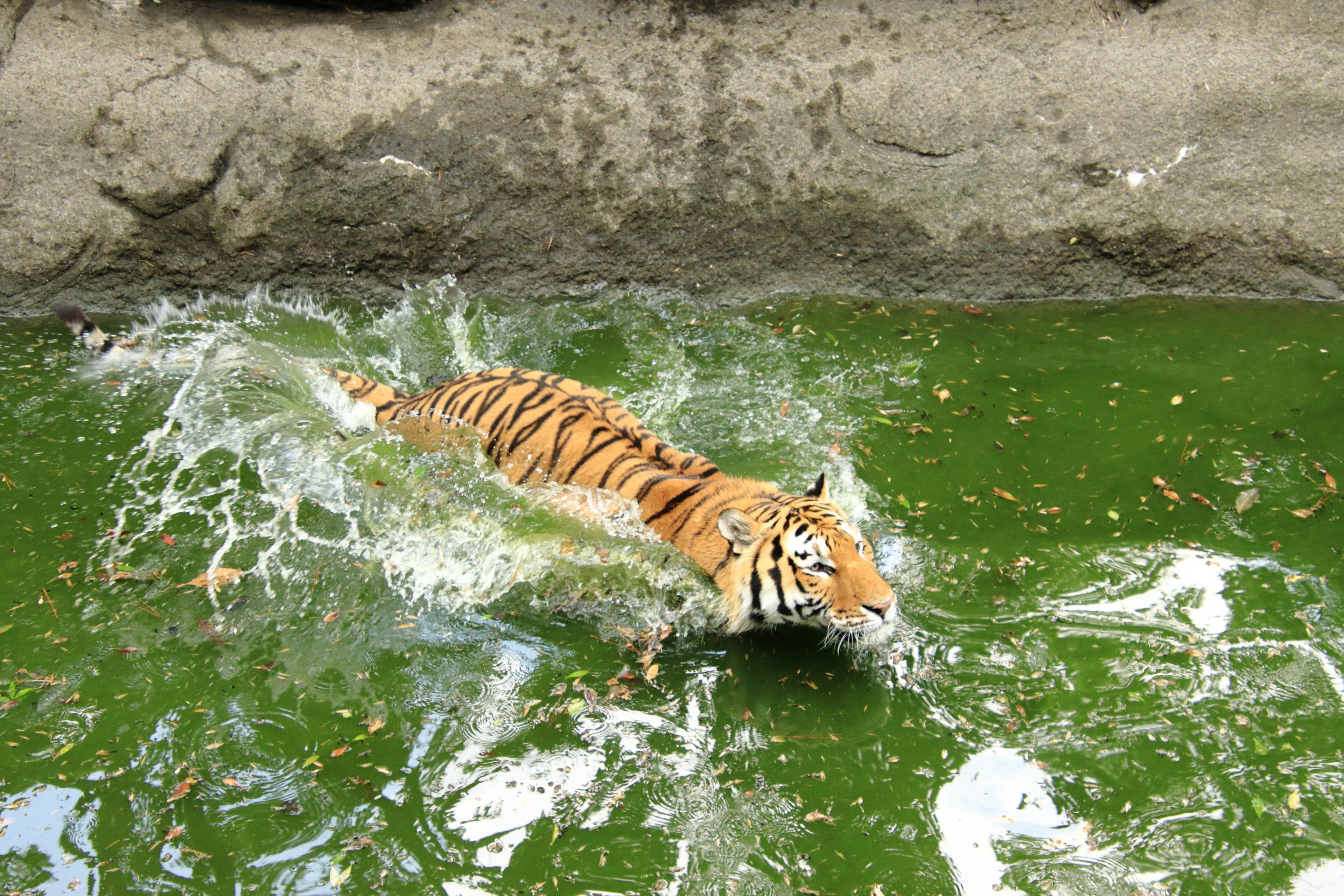 Tiger schwimmt in grünem Wasser mit Spritzern