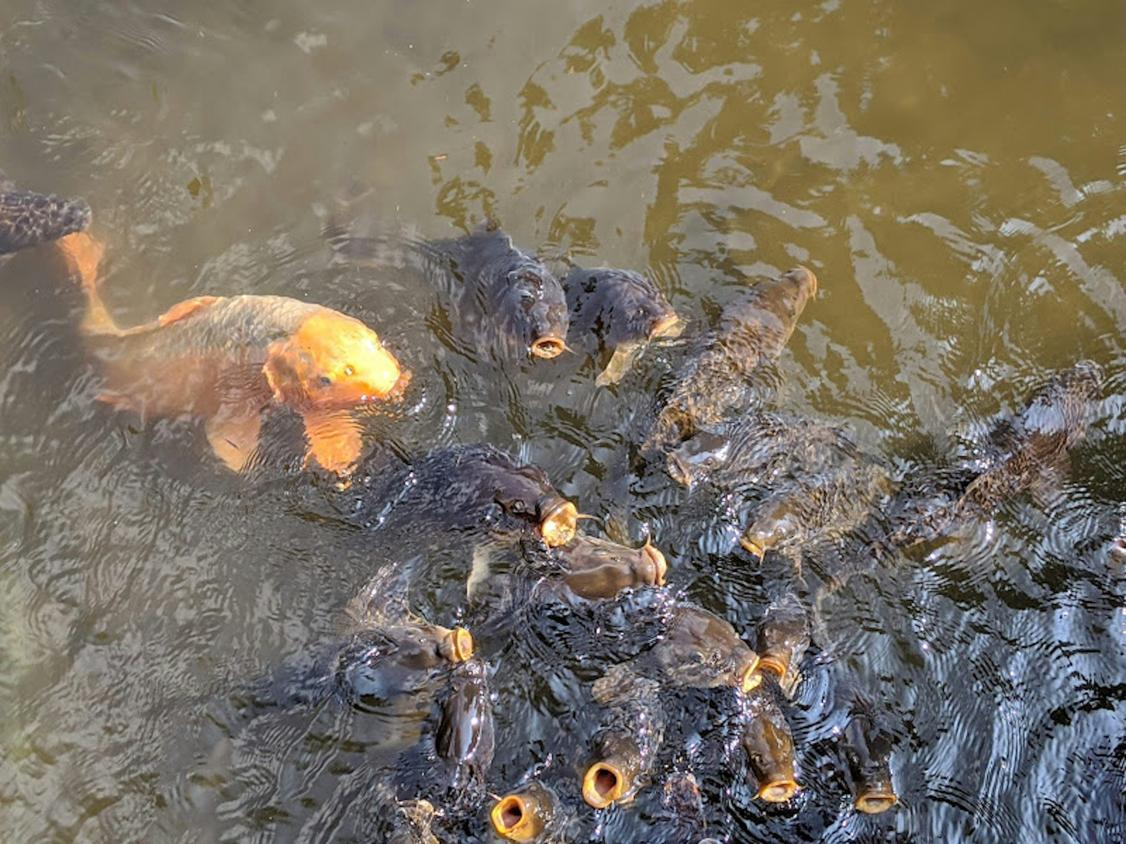 Un koi dorado nadando en el agua rodeado de peces oscuros