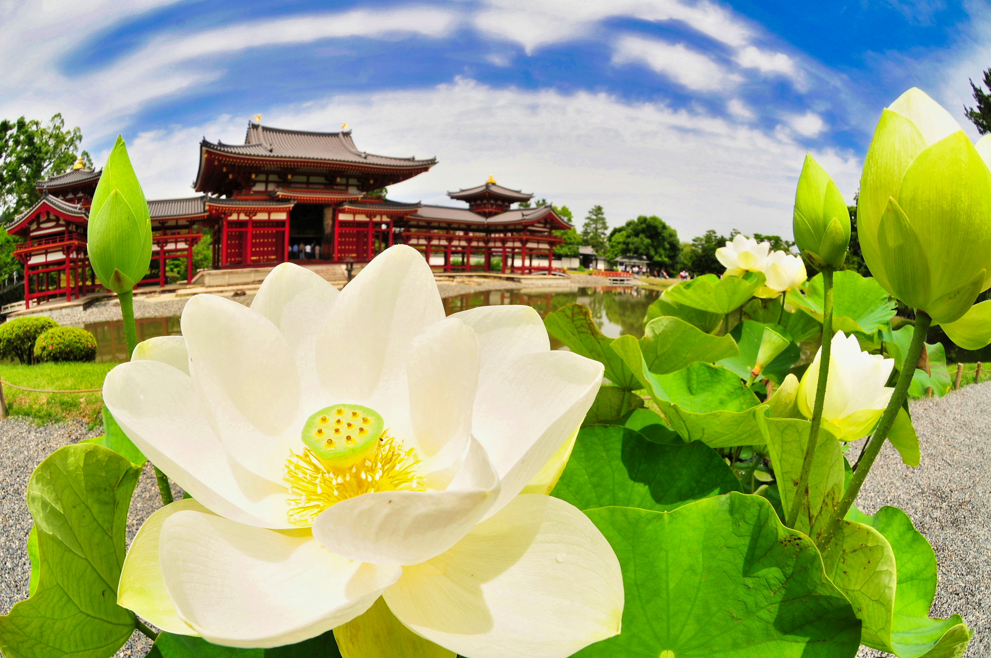 Flor de loto blanca con un edificio japonés tradicional al fondo