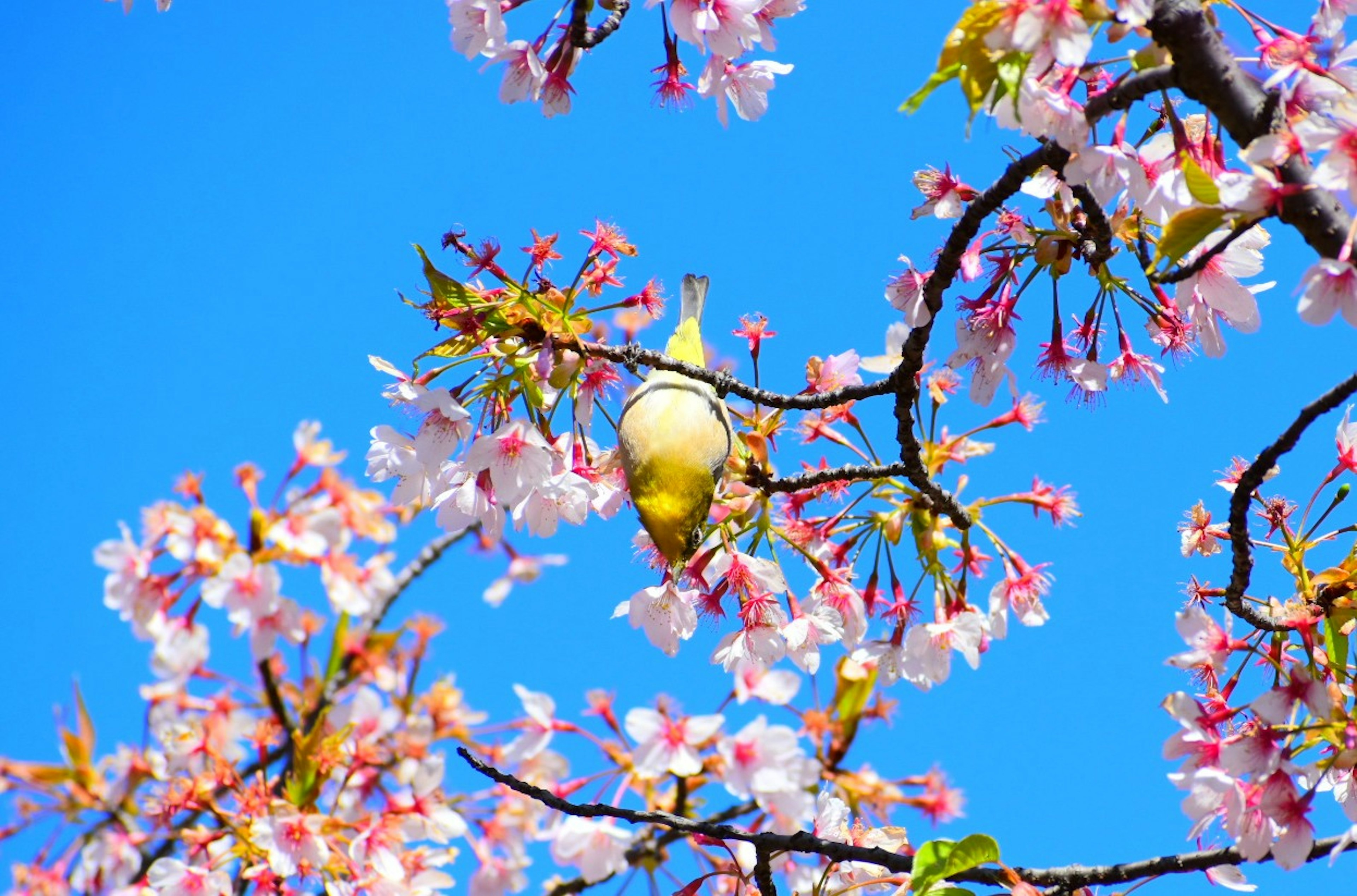 A small bird perched on cherry blossoms against a blue sky