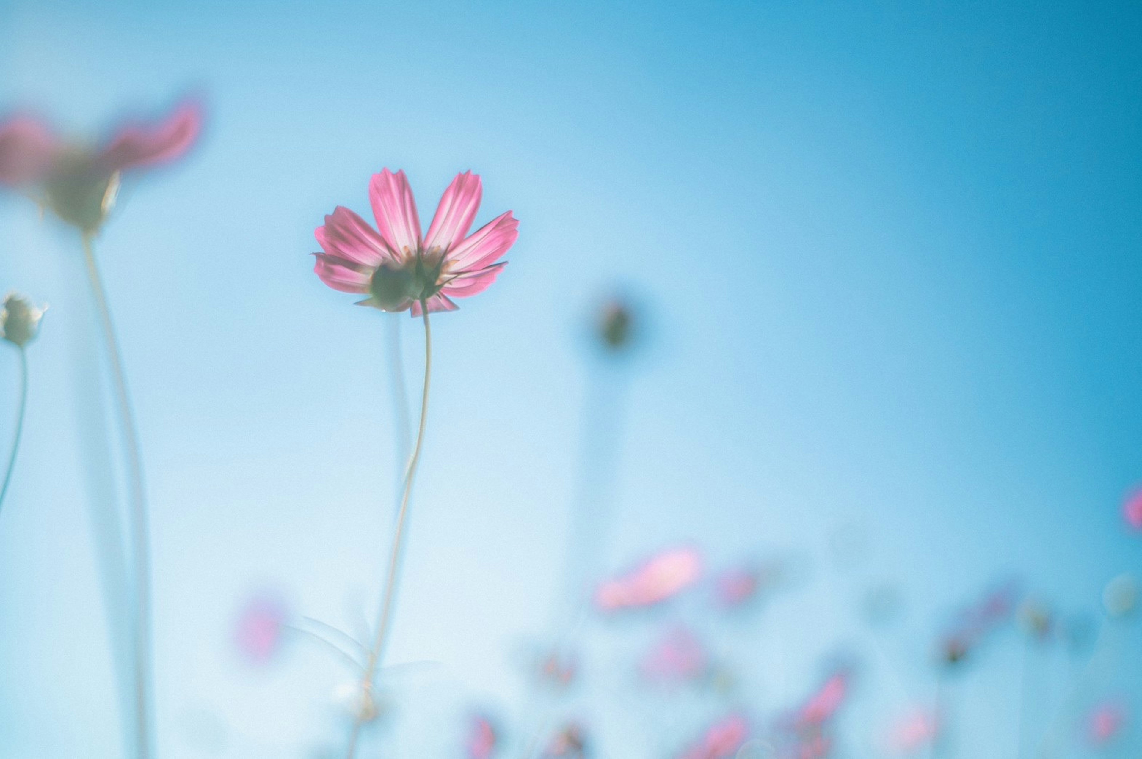 青空の下で咲くピンクの花々の柔らかいフォーカス