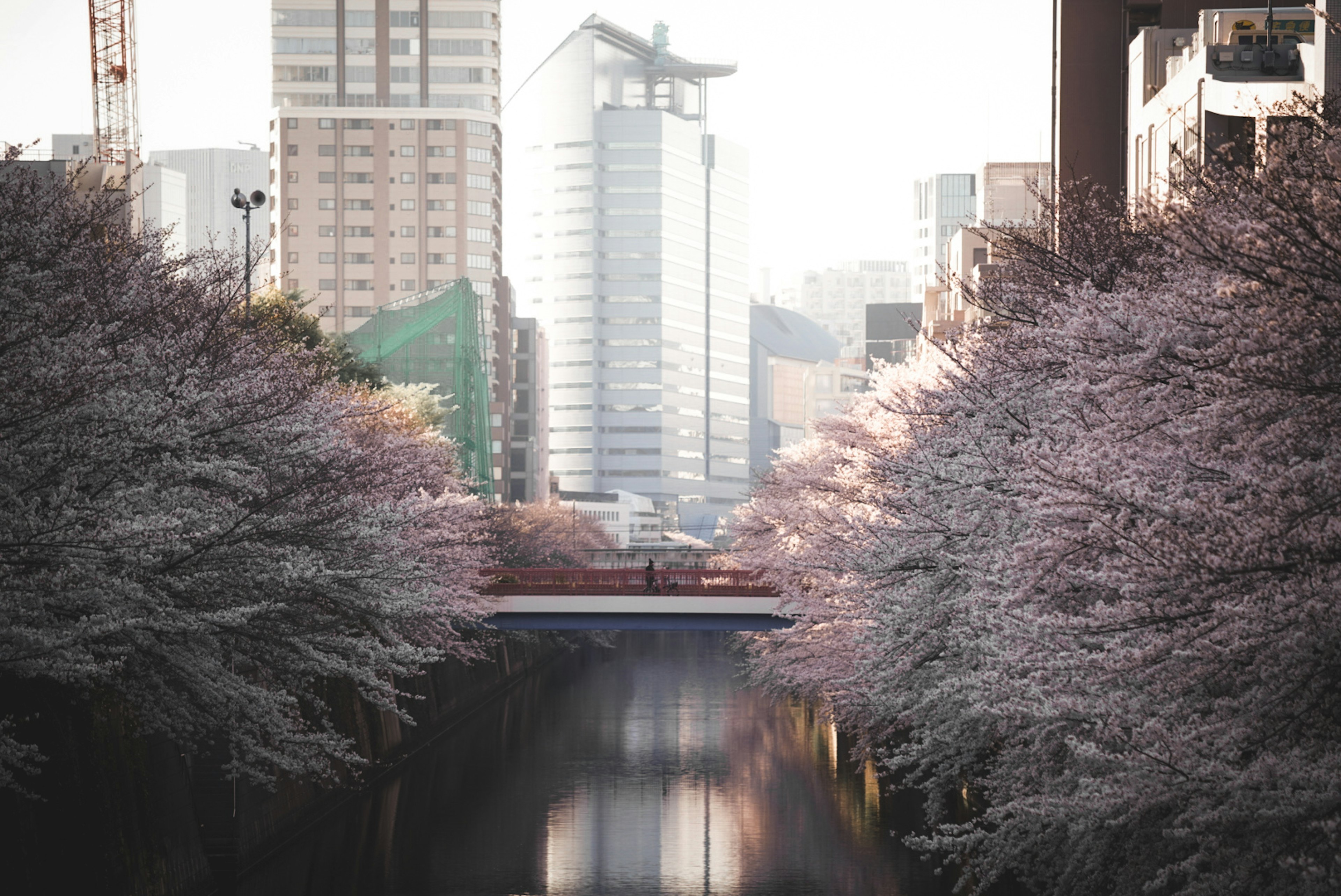 Rivière bordée d'arbres en fleurs et gratte-ciels en arrière-plan