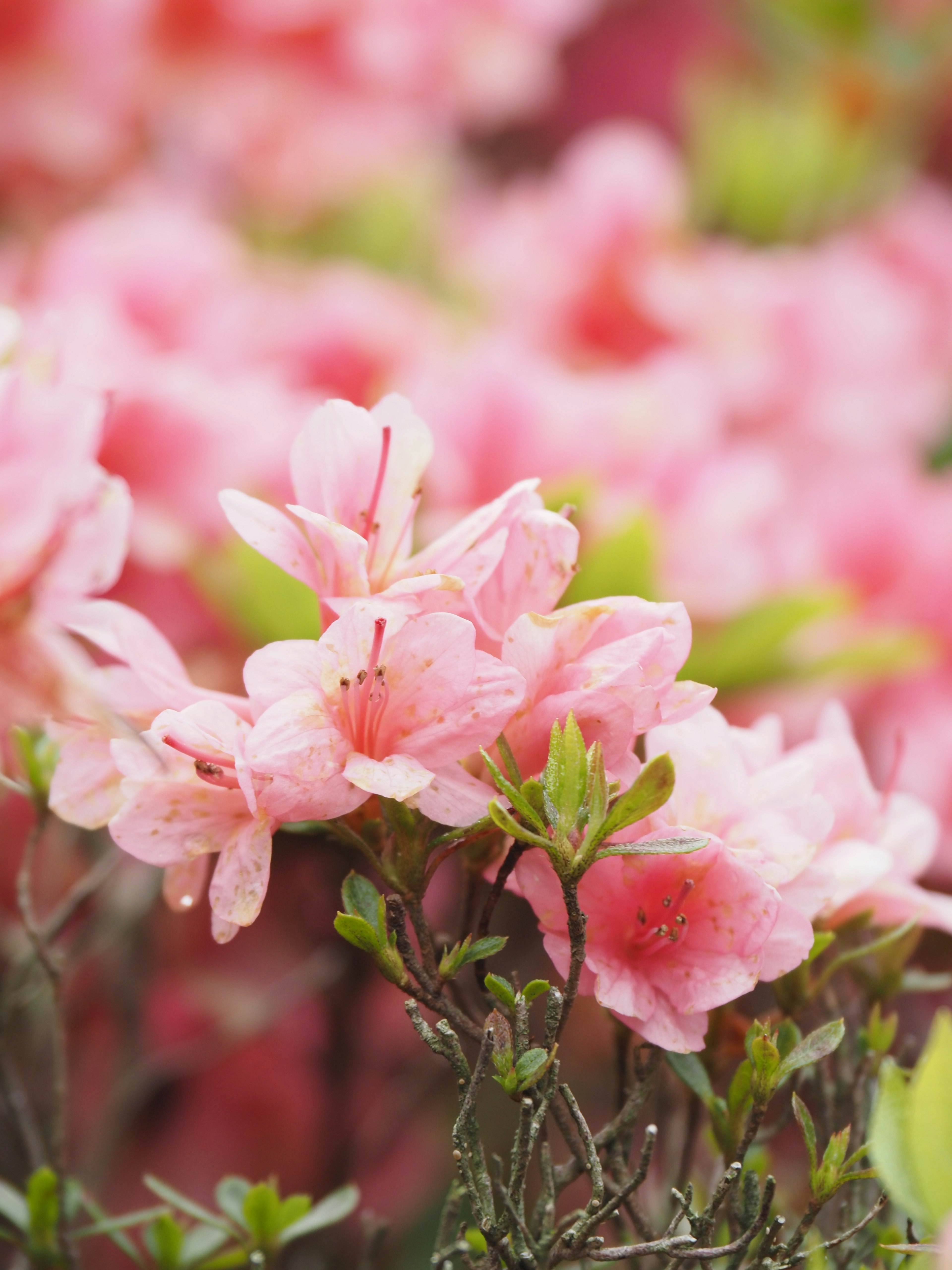 Gros plan de fleurs d'azalée en teintes rose pâle