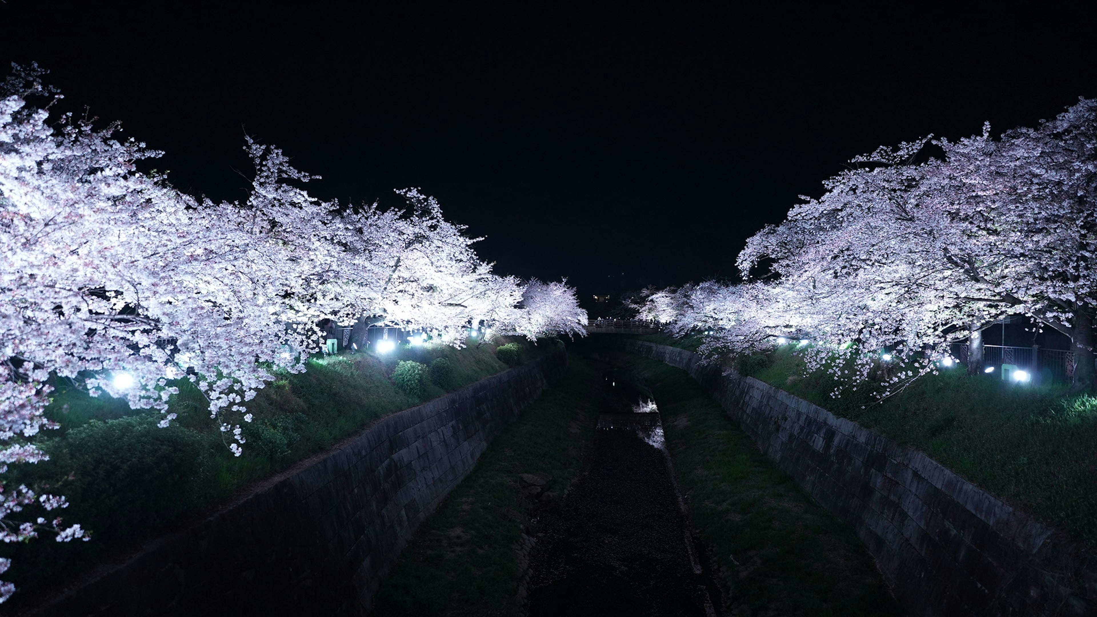 Arbres de cerisier illuminés le long d'un chemin sombre