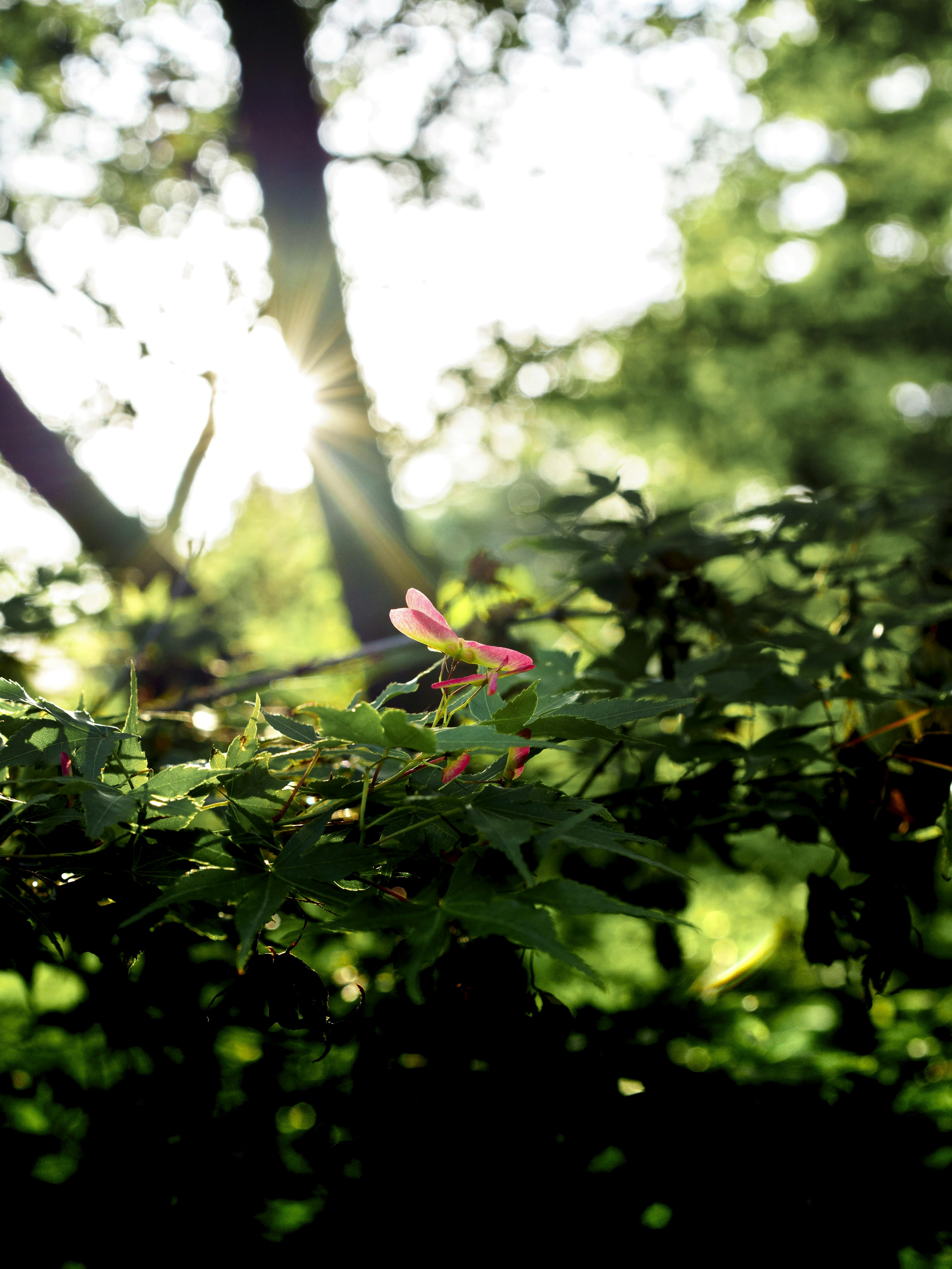 Una escena con hojas verdes y una flor rosa iluminada por la luz del sol