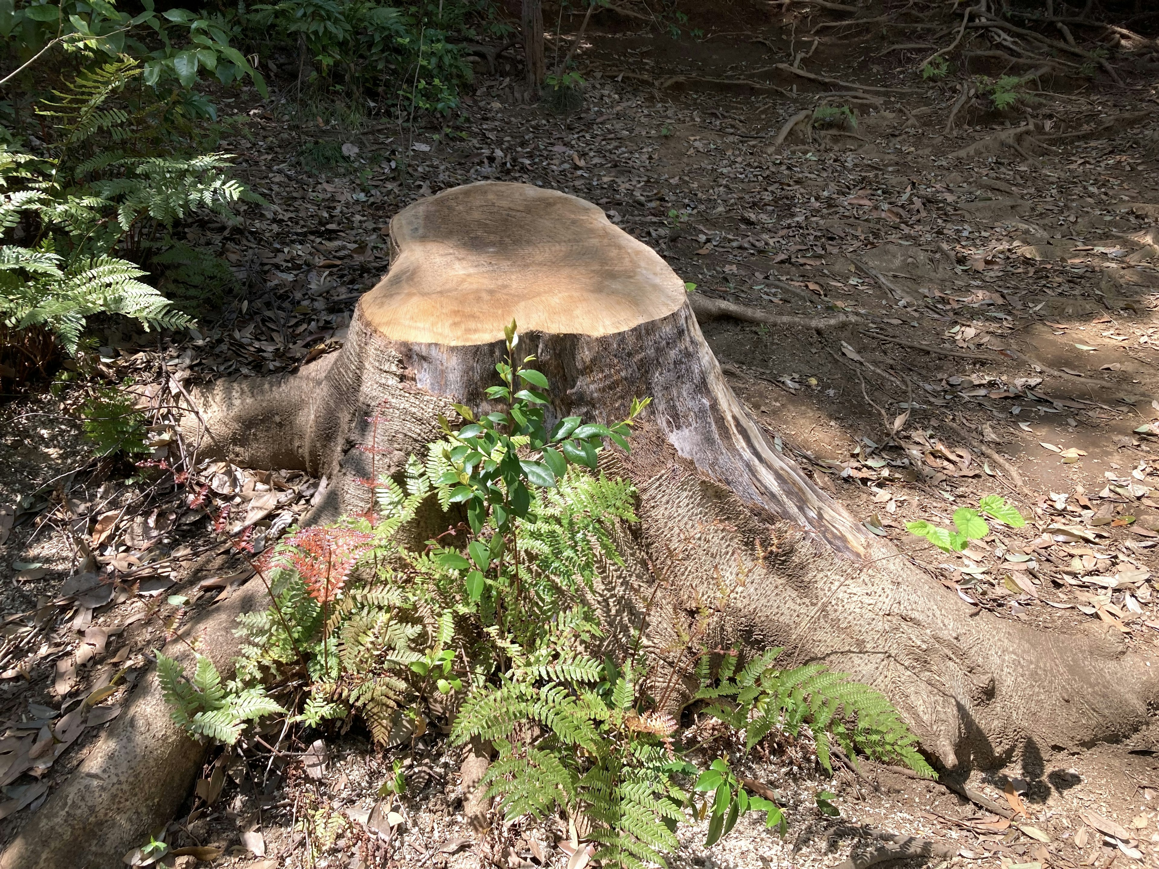 Tree stump surrounded by green plants and soil