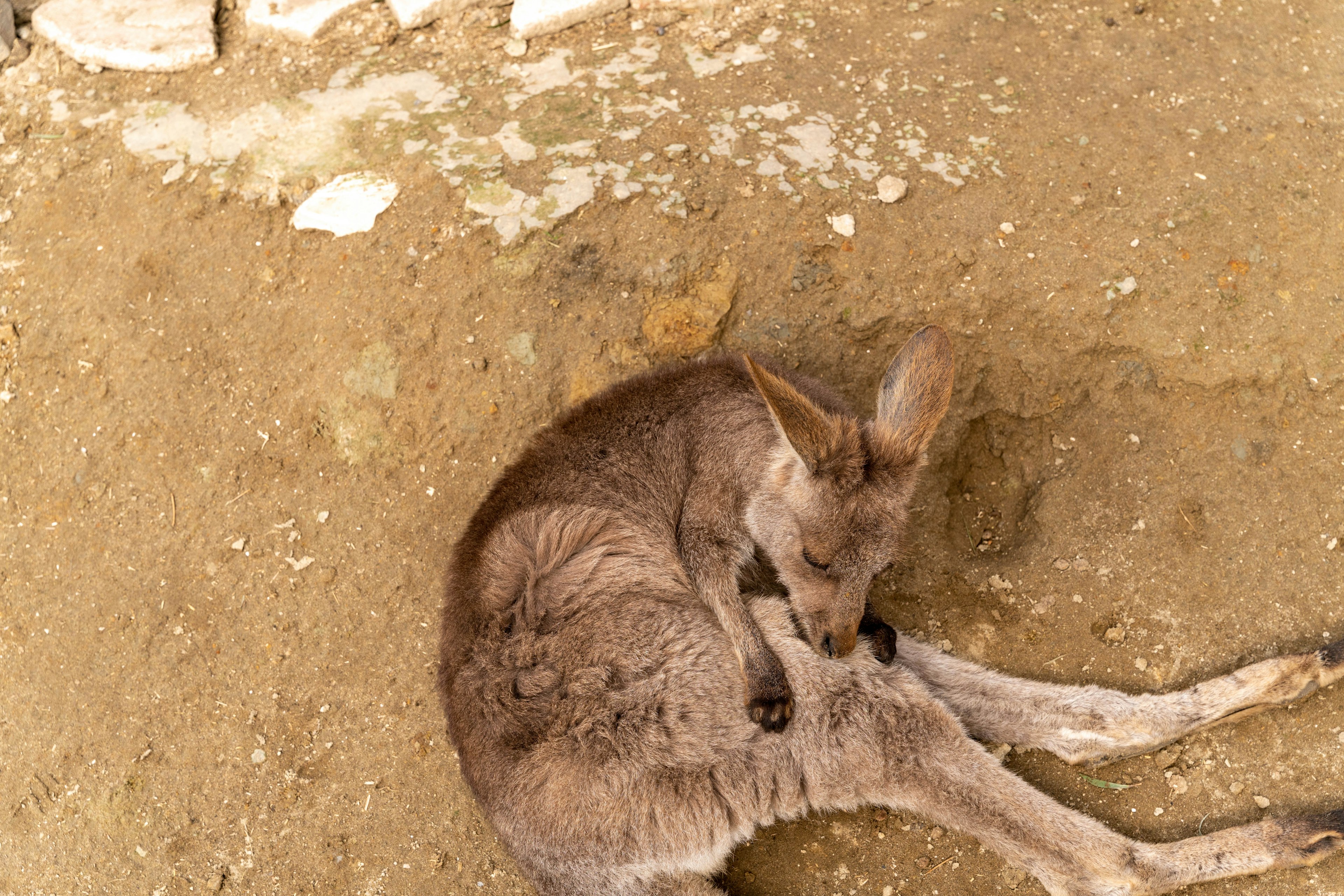 A kangaroo curled up on the ground