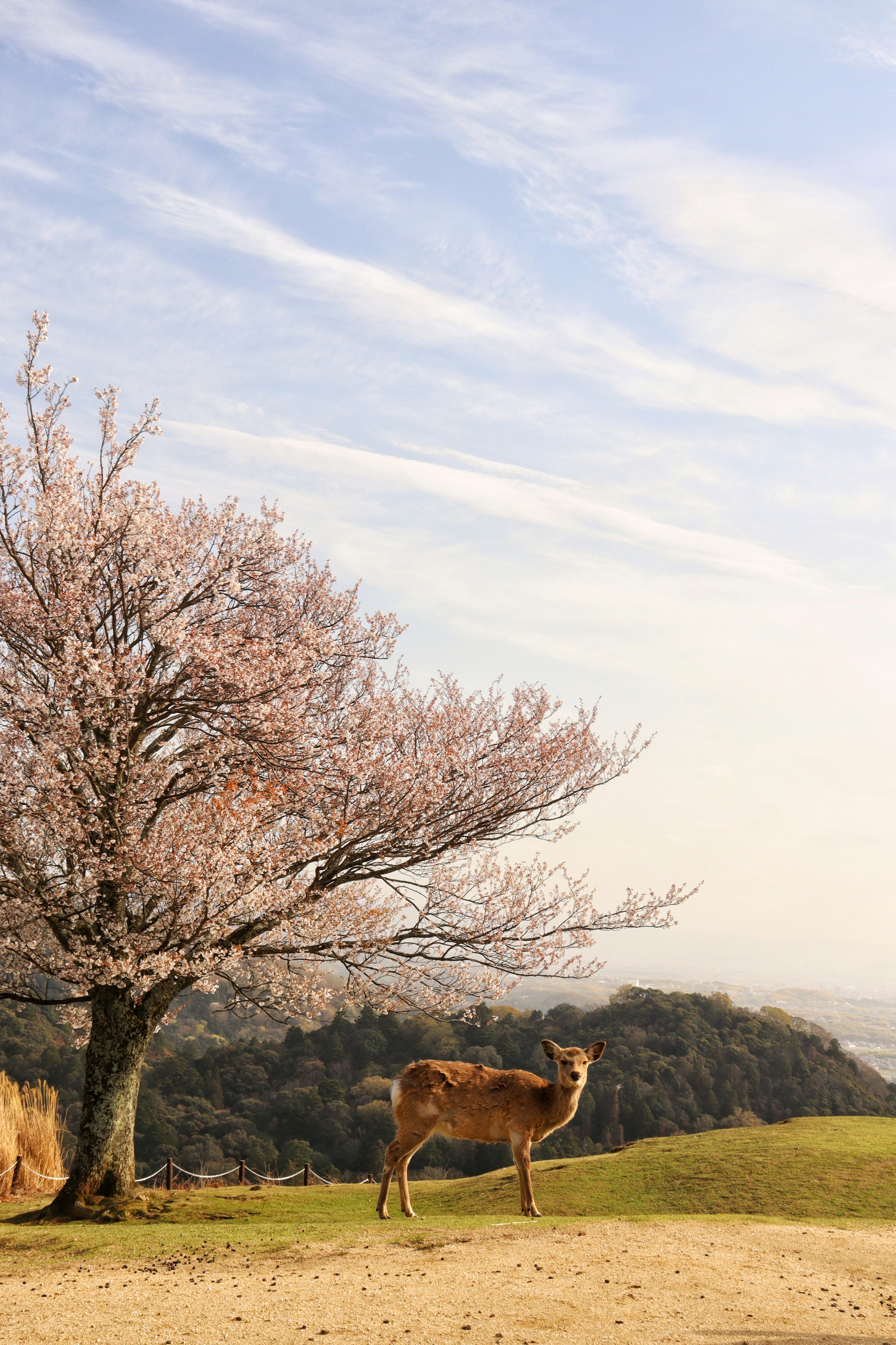 桜の木の下で草を食べる鹿の風景