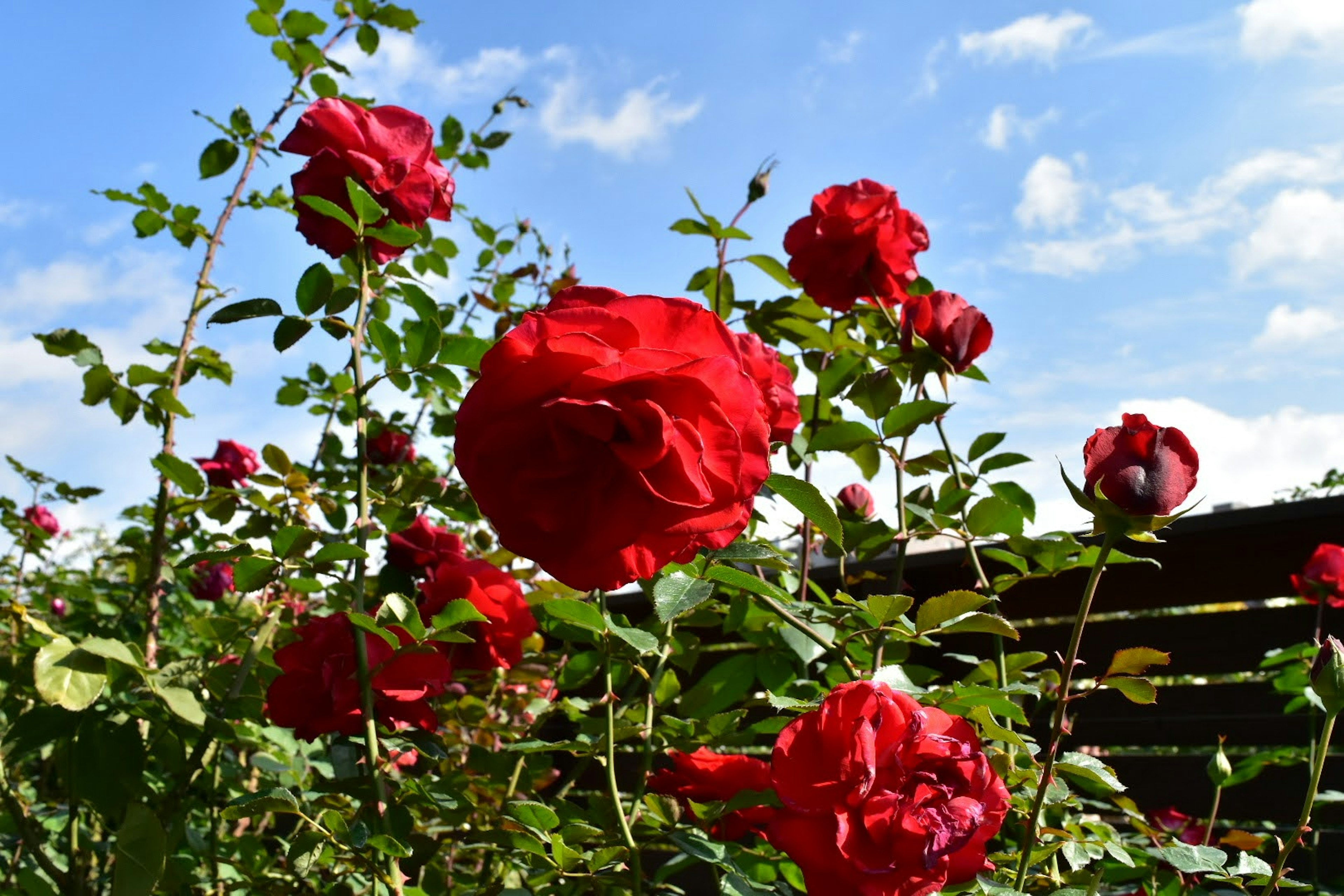 Lebendige rote Rosen blühen unter einem blauen Himmel