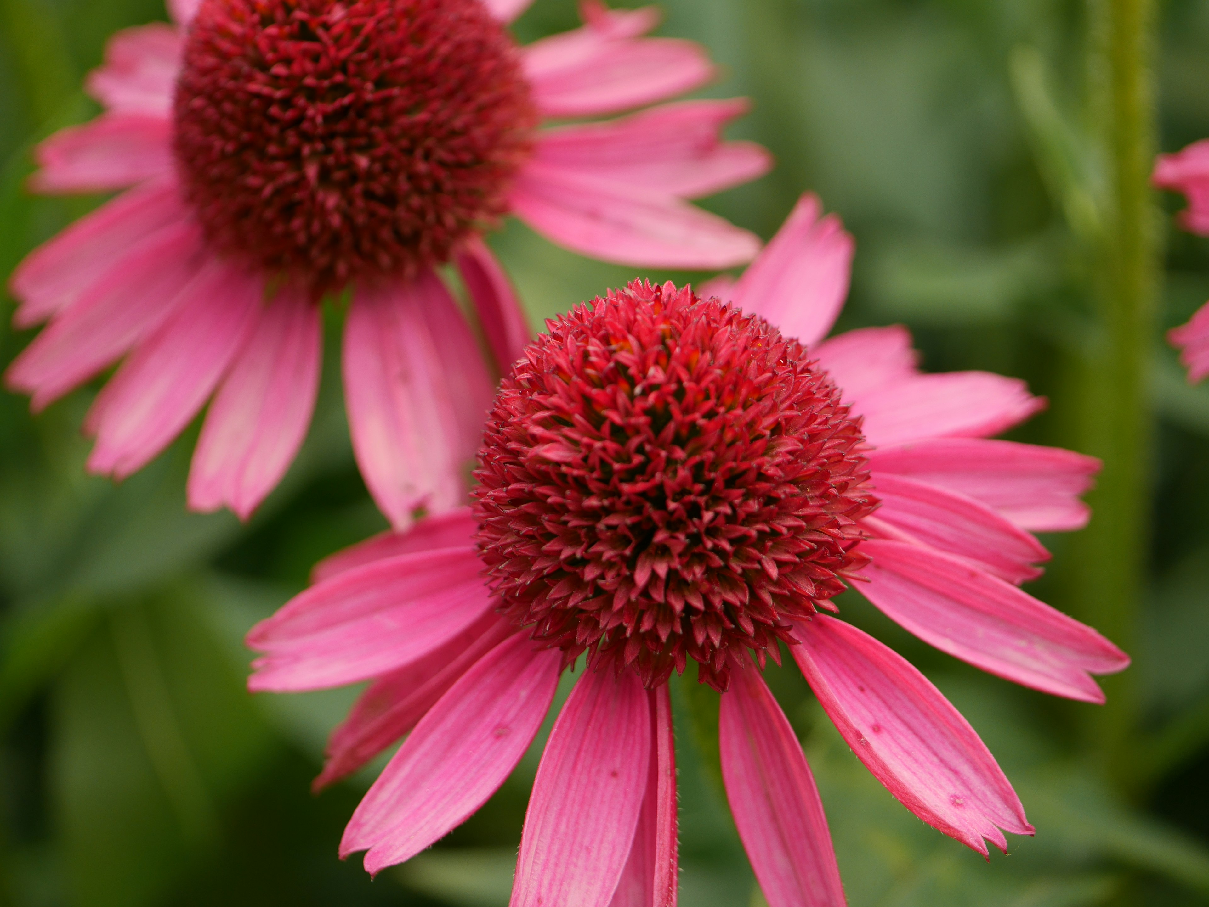 Close-up bunga echinacea pink cerah dengan kerucut pusat menonjol