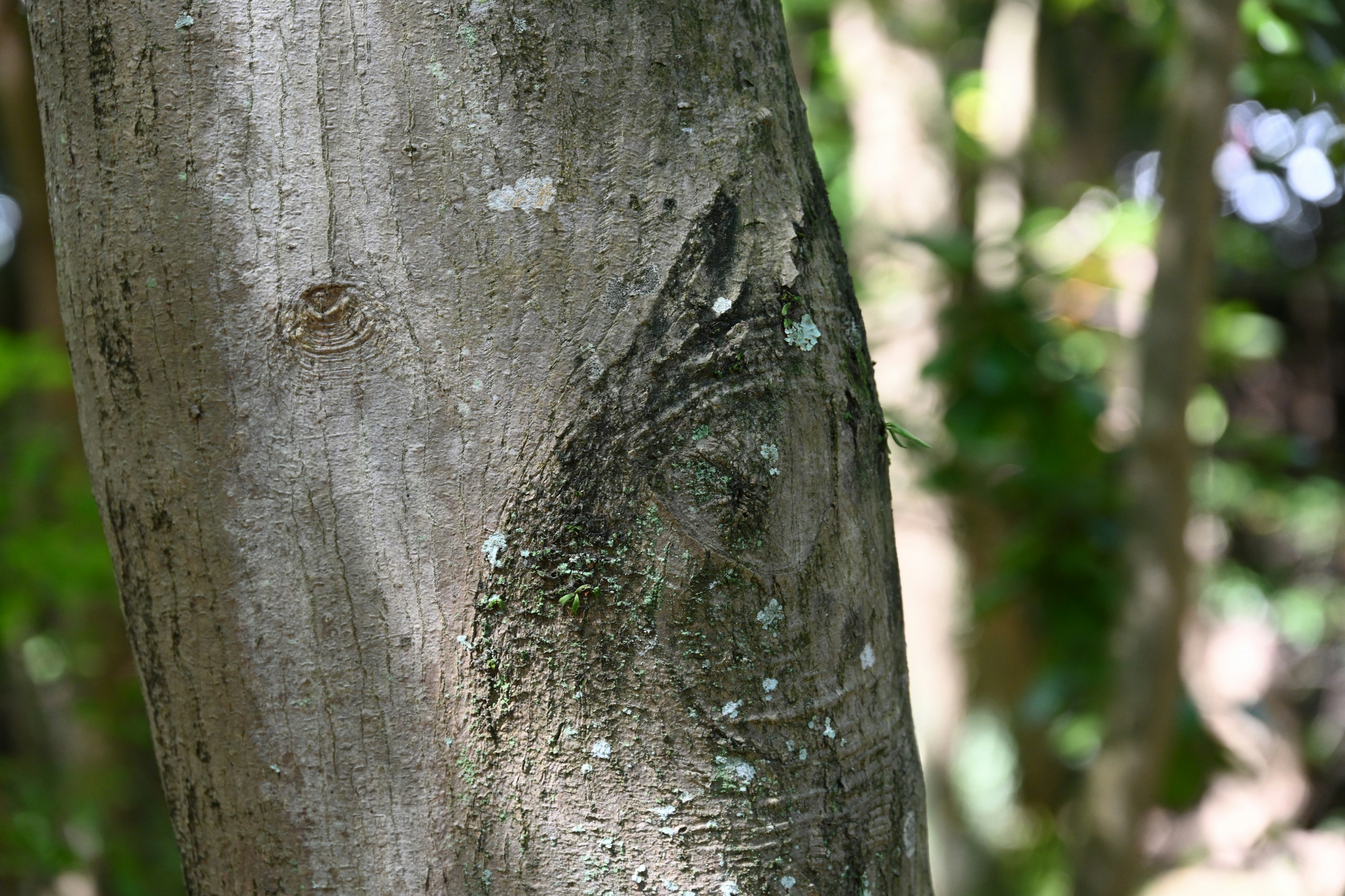 Motif sur le tronc d'arbre avec fond vert